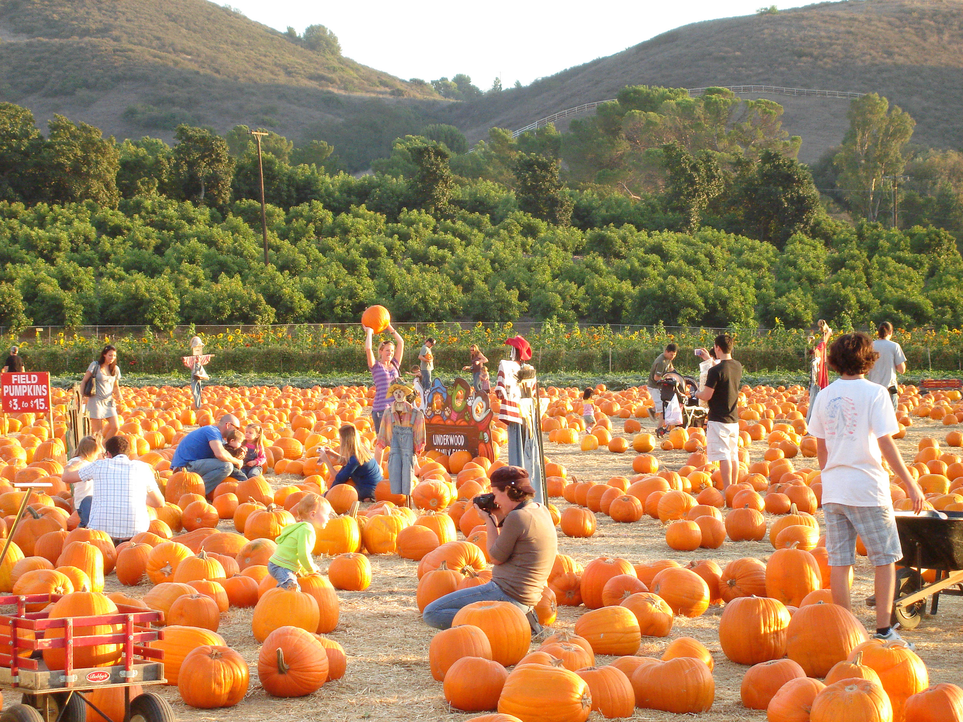 Best Pumpkin Patches In Southern California « CBS Los Angeles