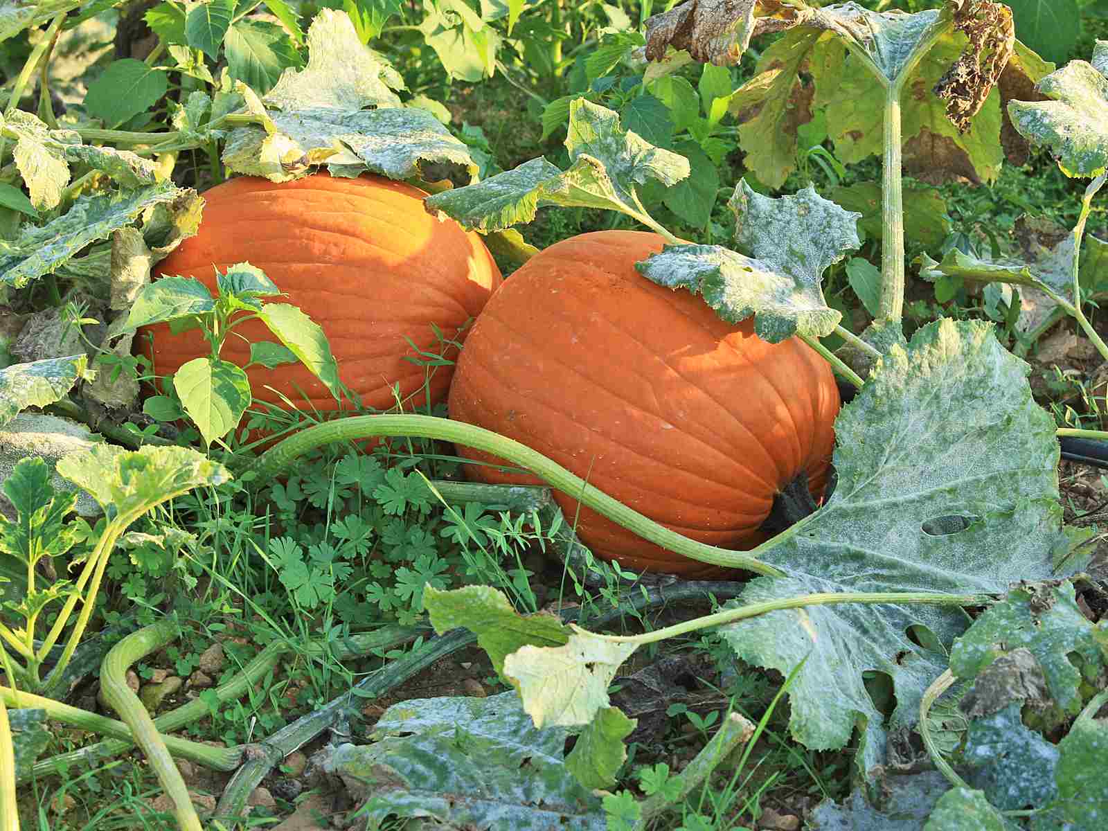 There's More to Squash than Zucchini and Acorns