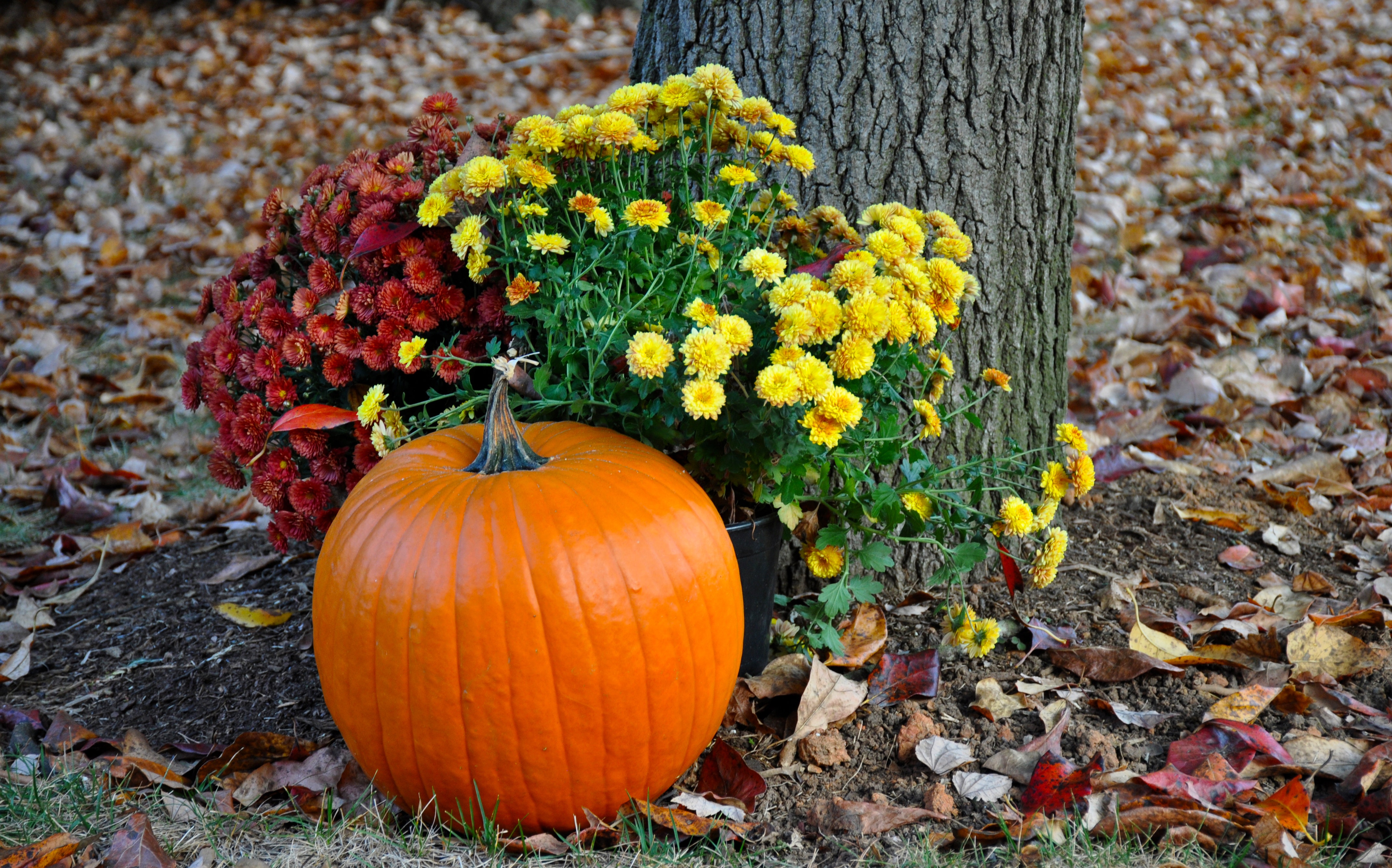 Pumpkin near tree photo