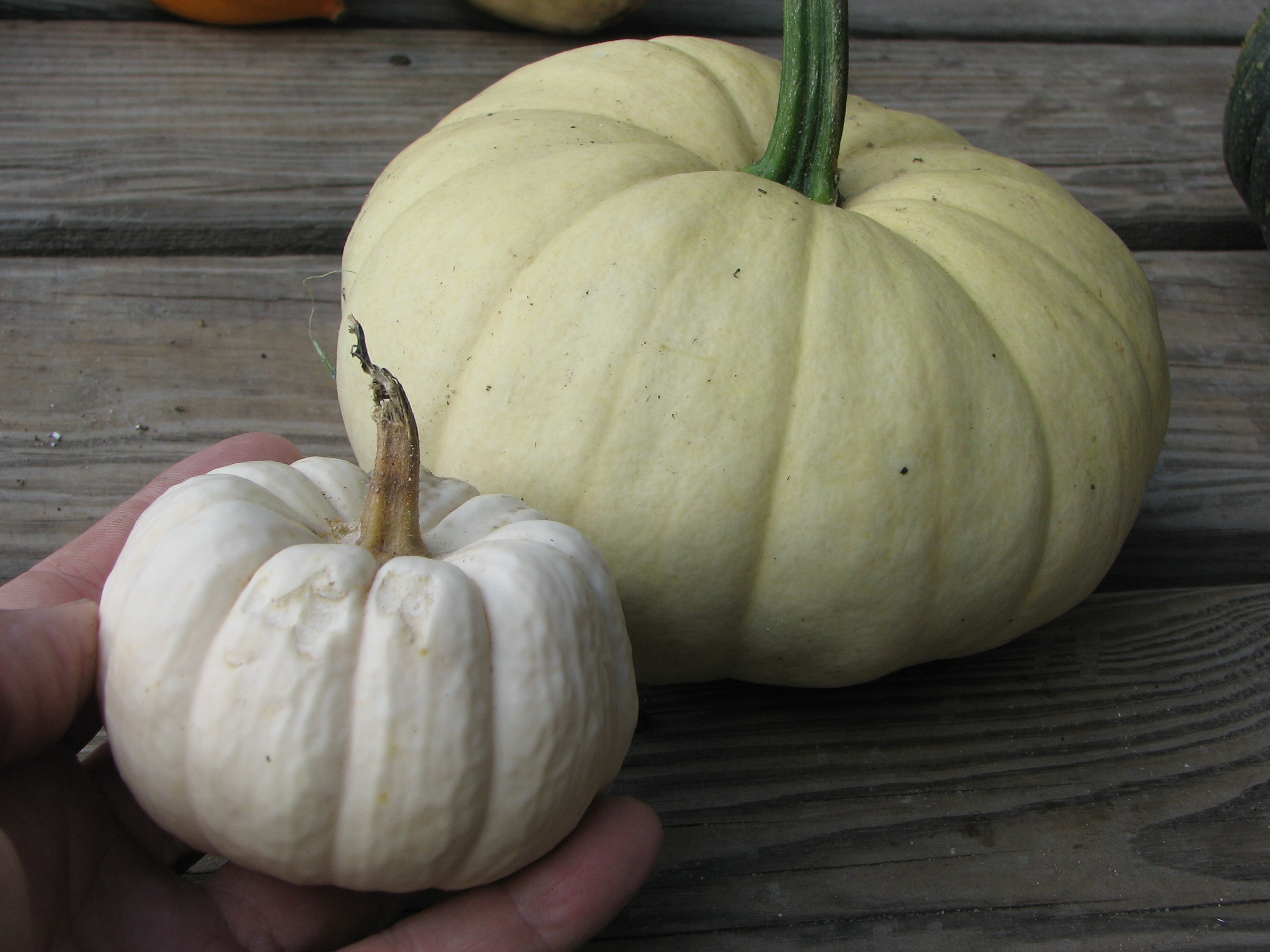 Long Island Seed Project: A White Pumpkin