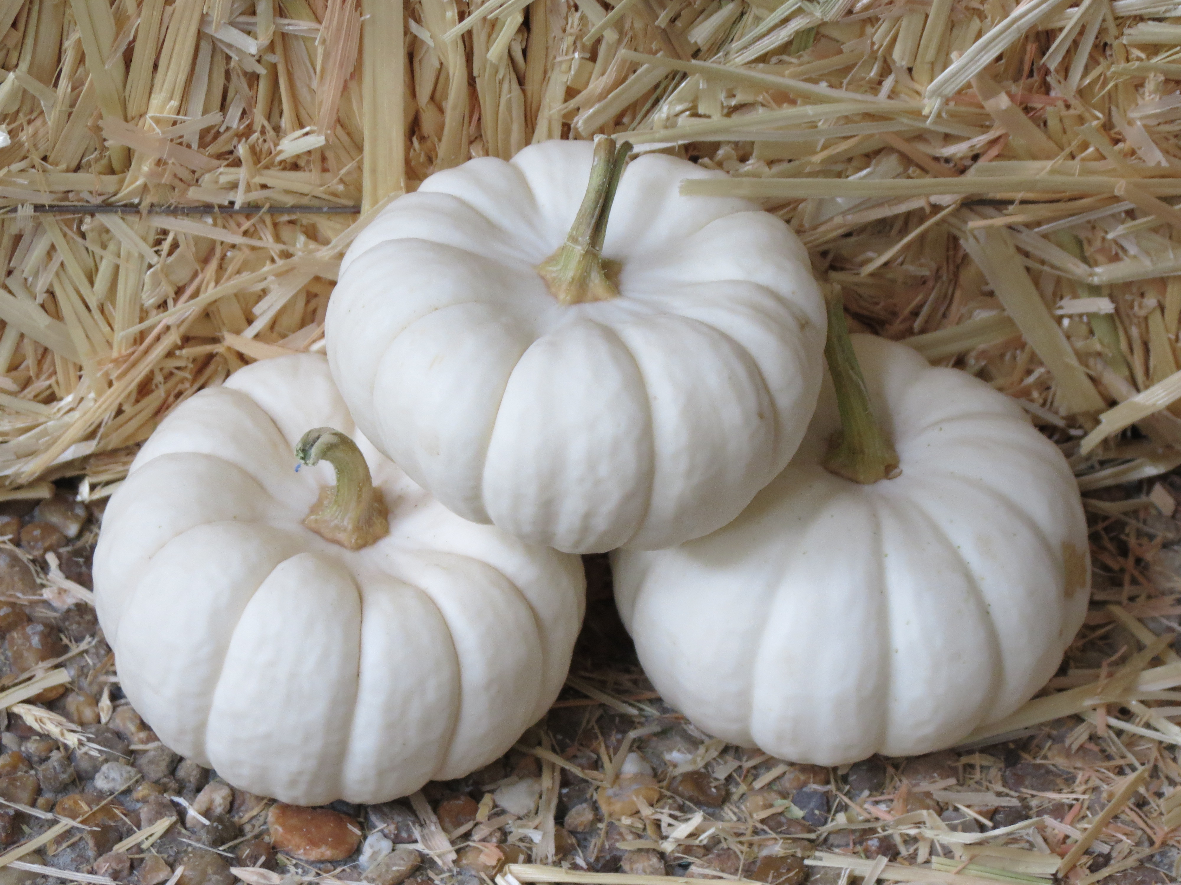 File:Cucurbita pepo small edible mini White Pumpkins 9.11.jpg ...