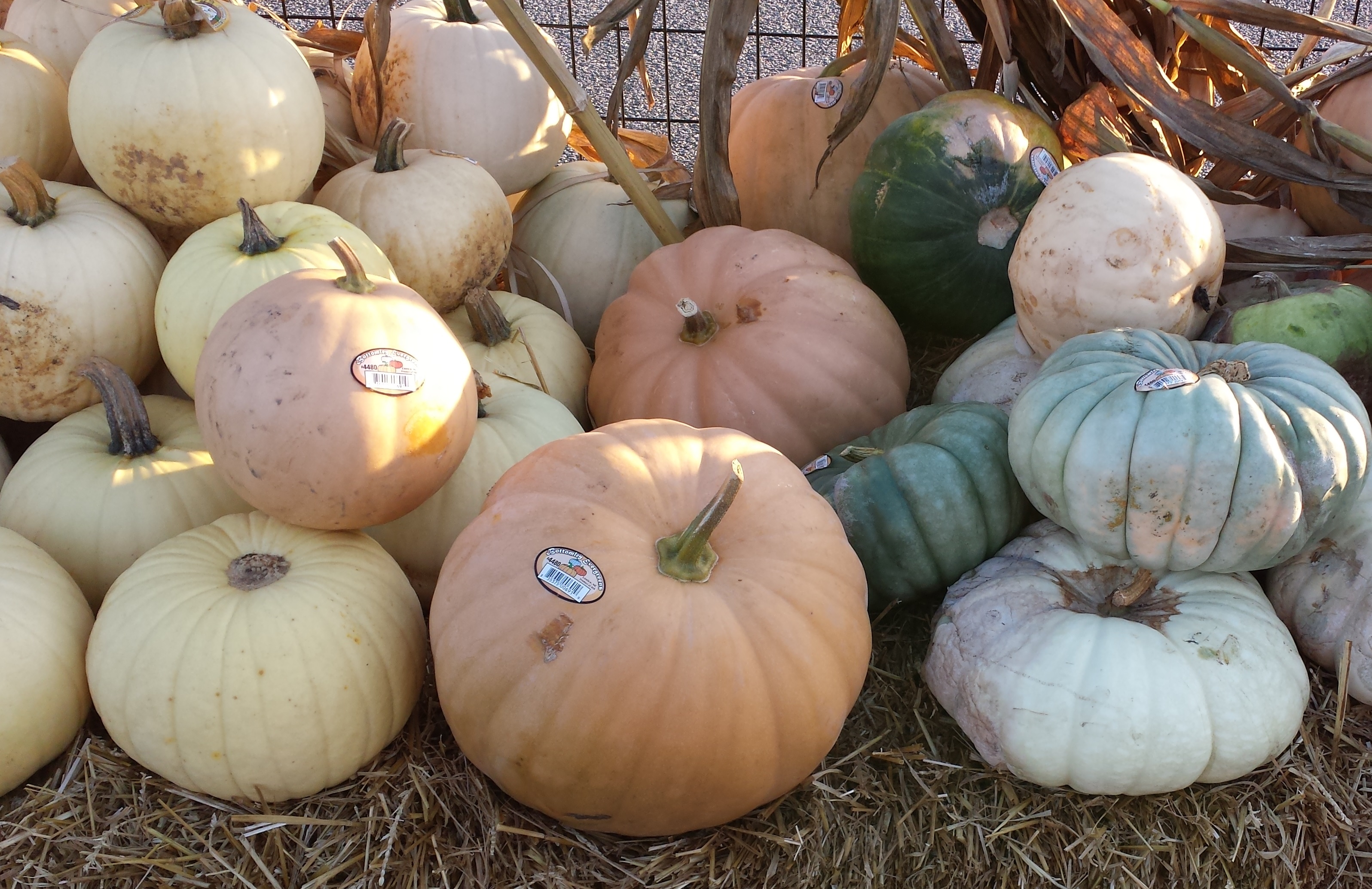 File:White Pumpkins and Squashes.jpg - Wikimedia Commons