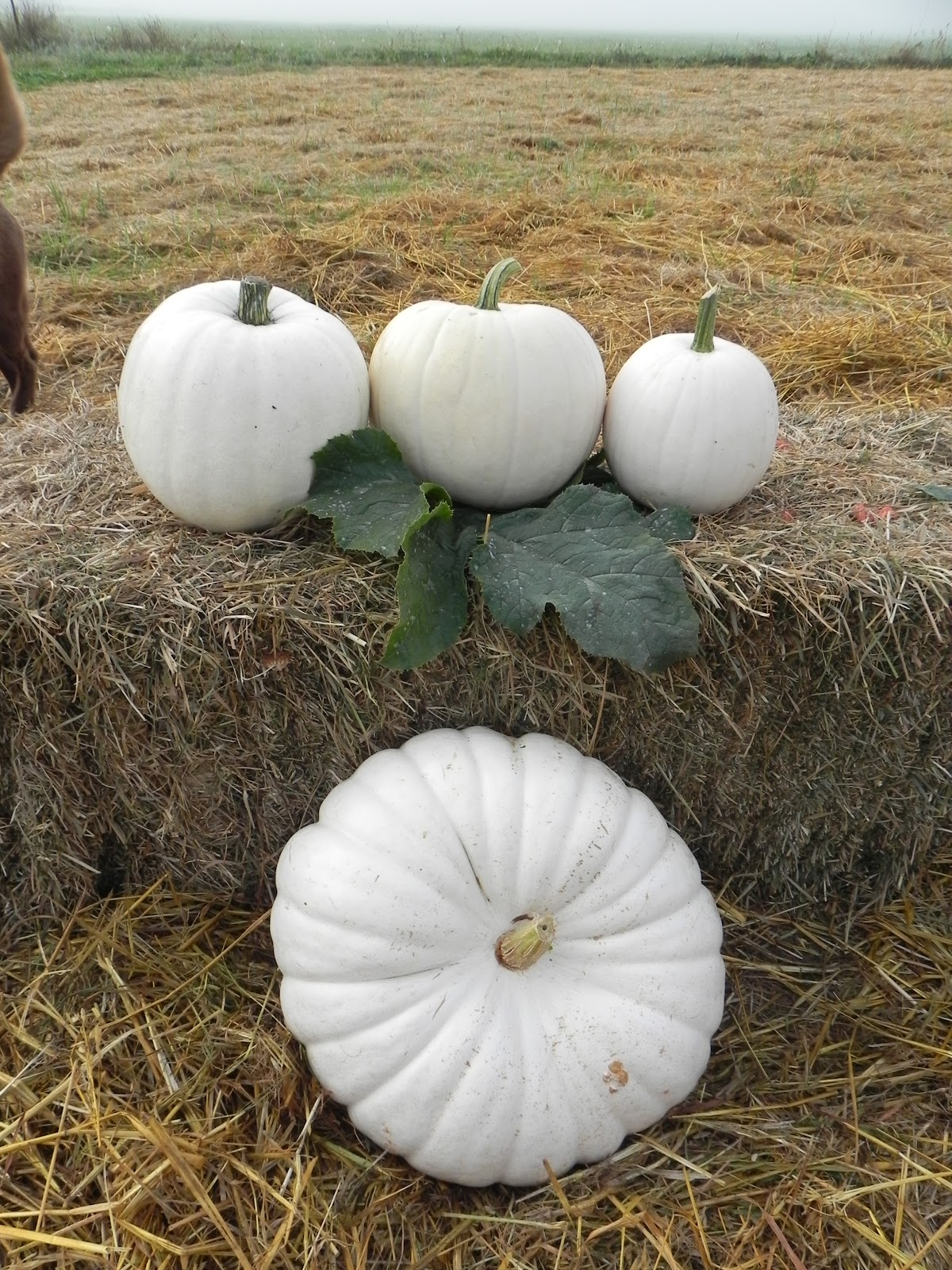 Mixing Pumpkins and Squash for Marketing Success | Osborne Seed ...