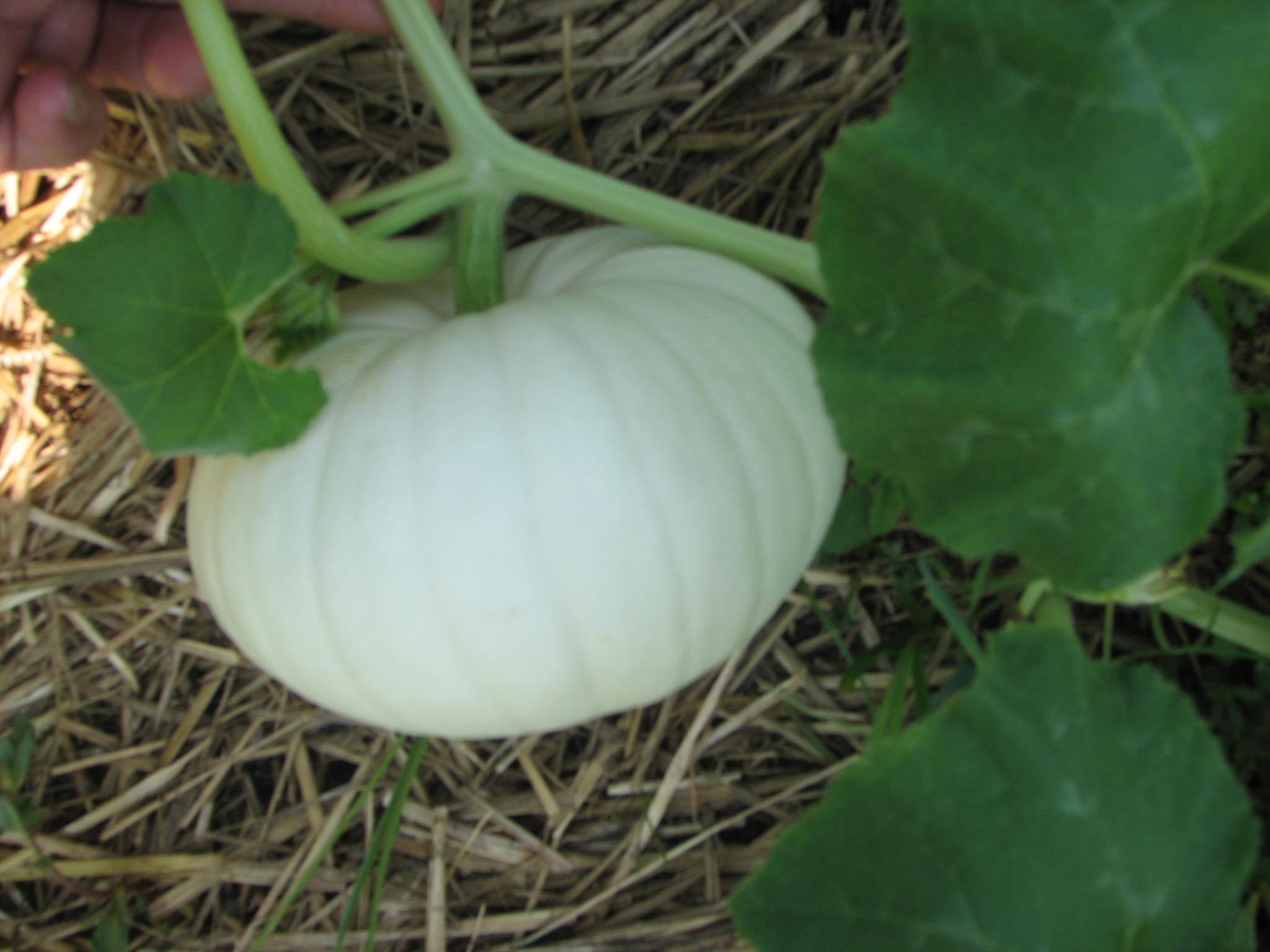 Long Island Seed Project: A White Pumpkin