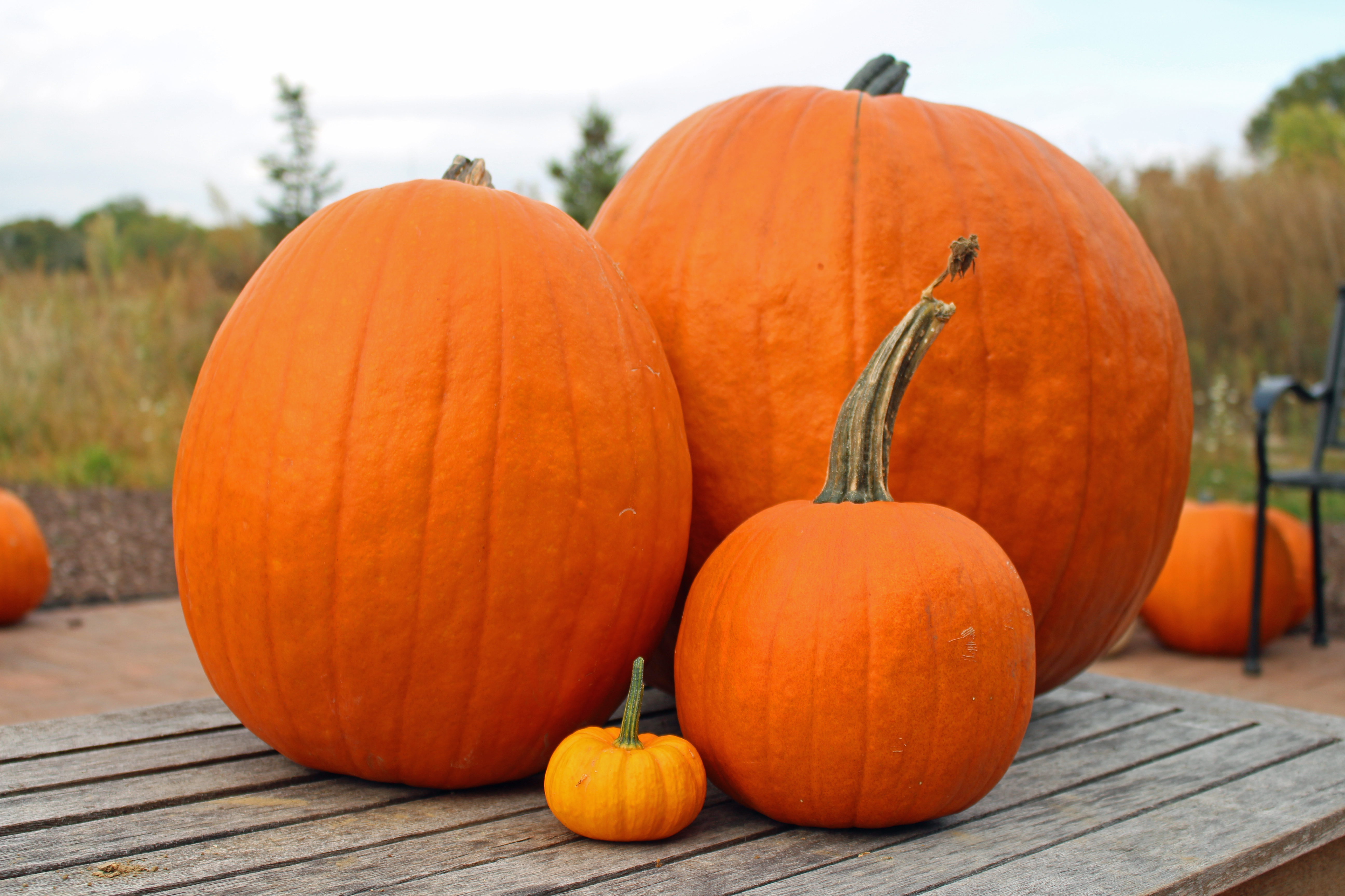 Over 15 Varieties of Pumpkins for Sale in 2017 at Abbey Farms