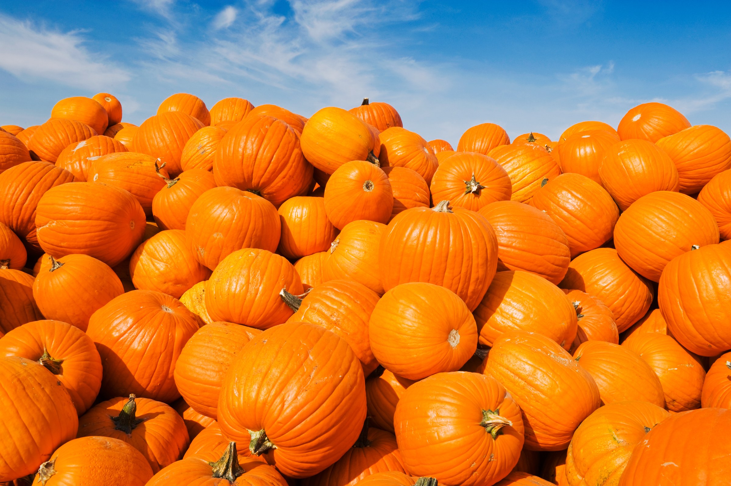 Follow a Pumpkin's Path from the Field to Your Supermarket | WIRED