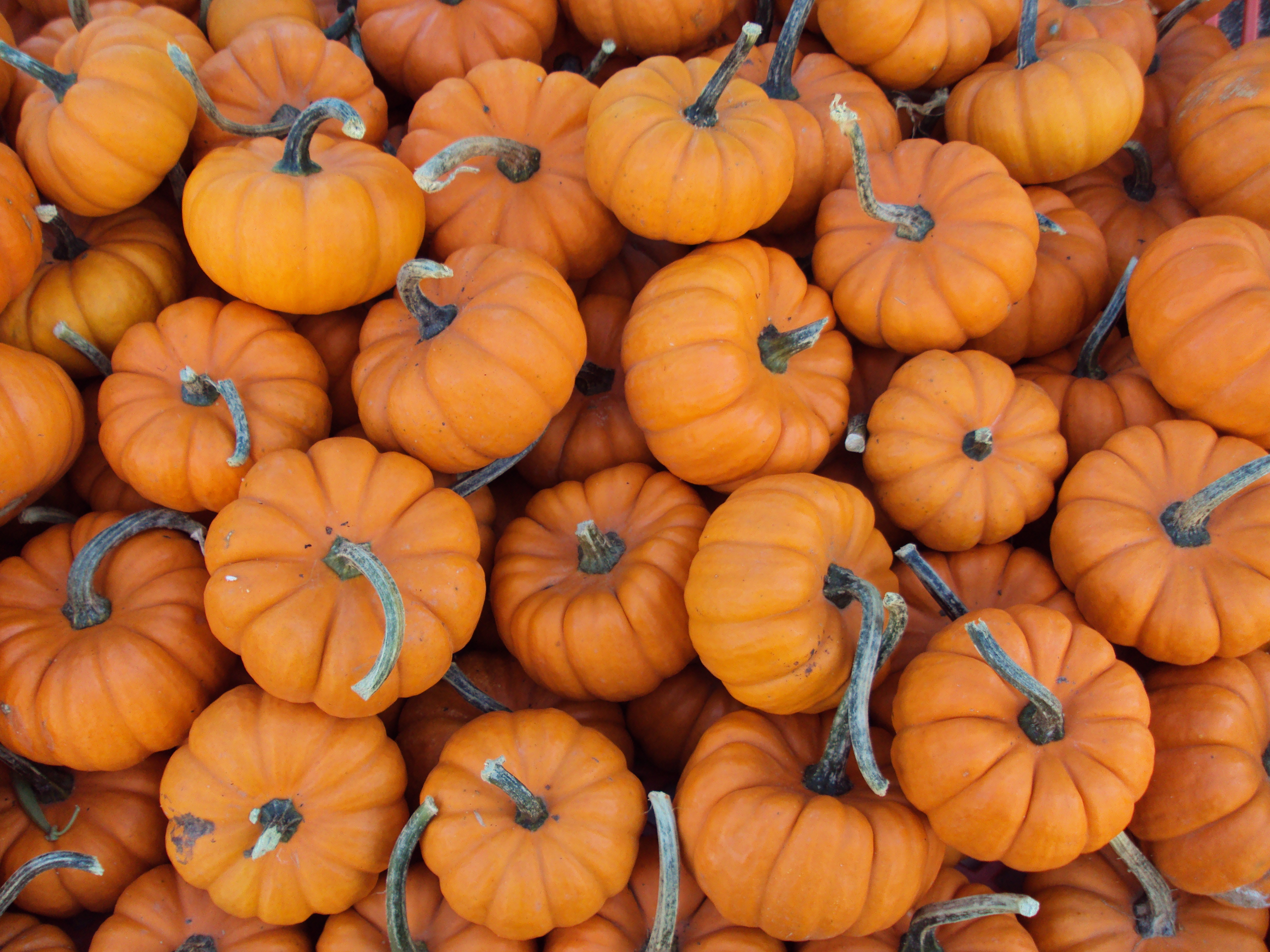 14 Pick-Your-Own Pumpkin Patches In The Tri-State - Cincy Weekend