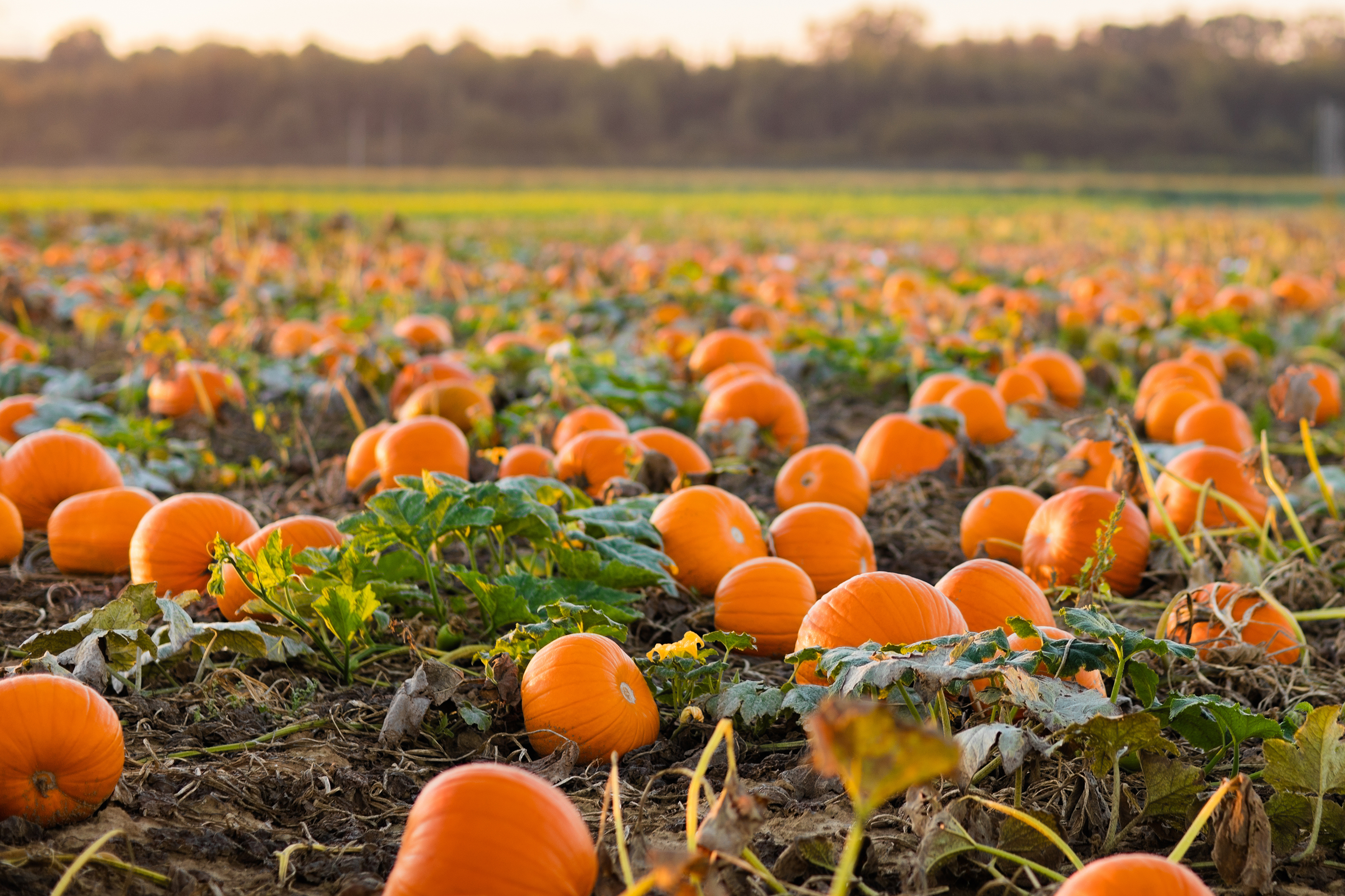 Food Facts: 8 Things to Know About Pumpkins | BestFoodFacts.org
