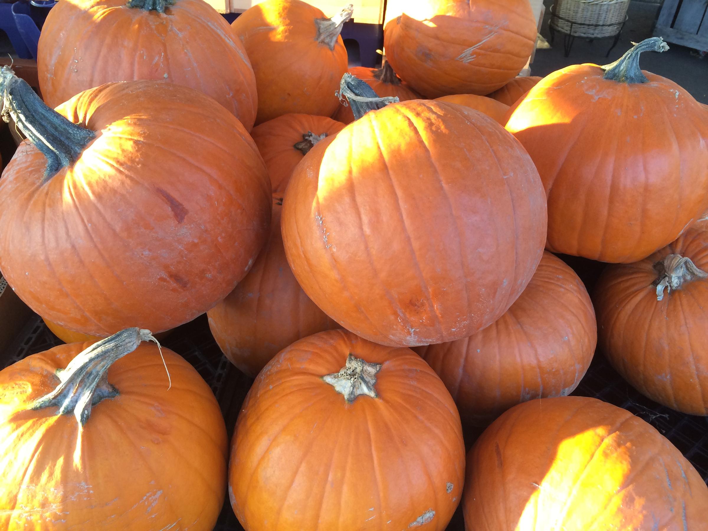 NJ Farmers Say Plenty Of Pumpkins Available | WBGO