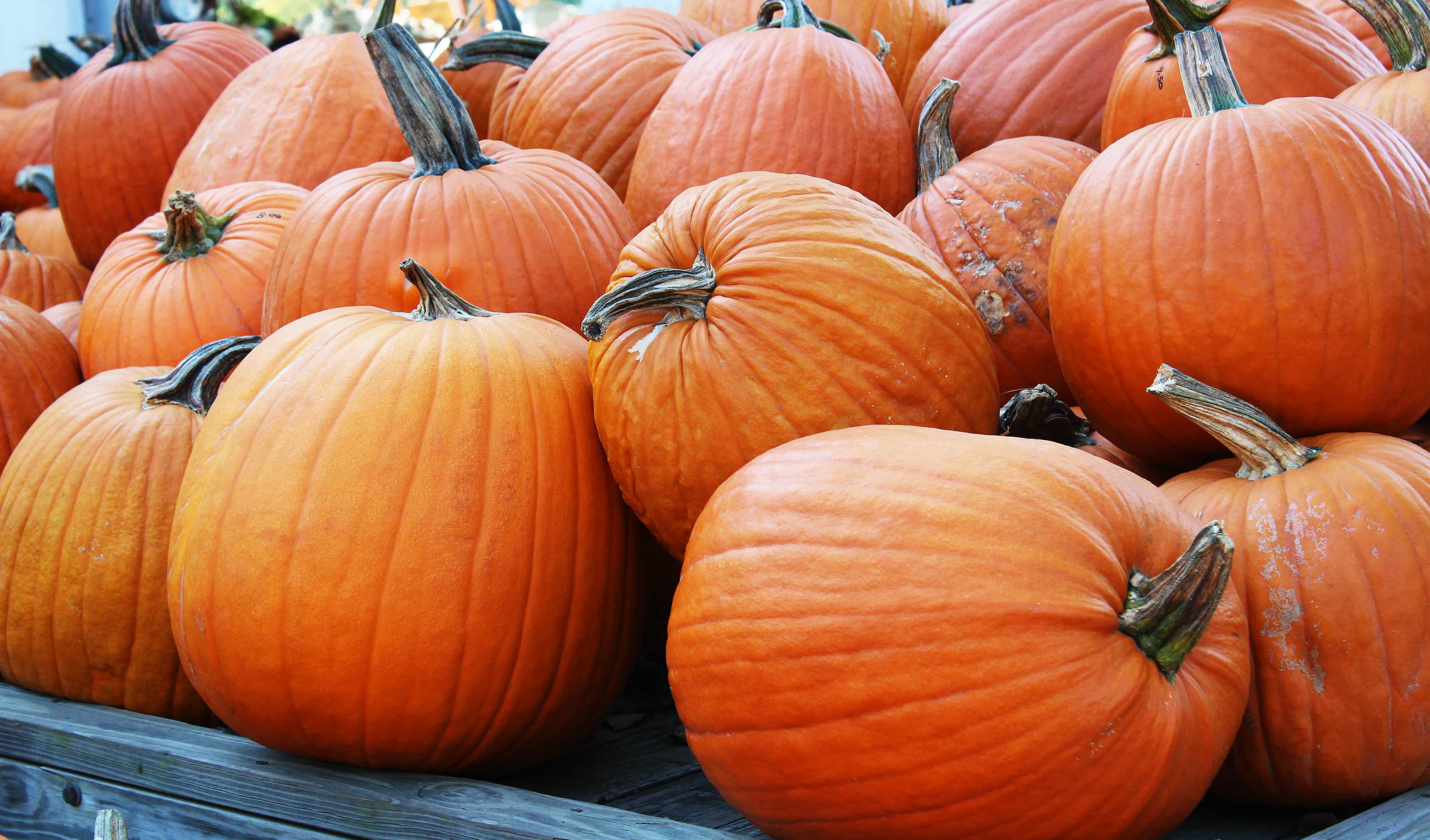 How much will Americans spend on jack-o-lanterns on Halloween?