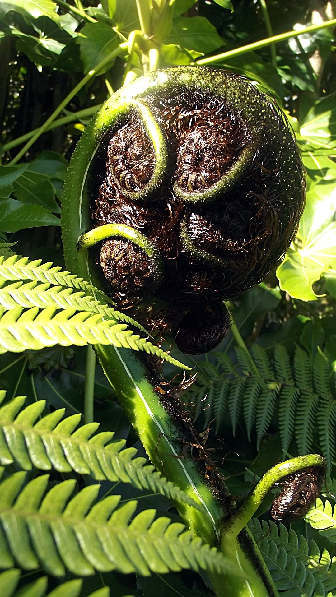 Punga fern frond........Koru | Iconic New Zealand | Pinterest | Fern ...