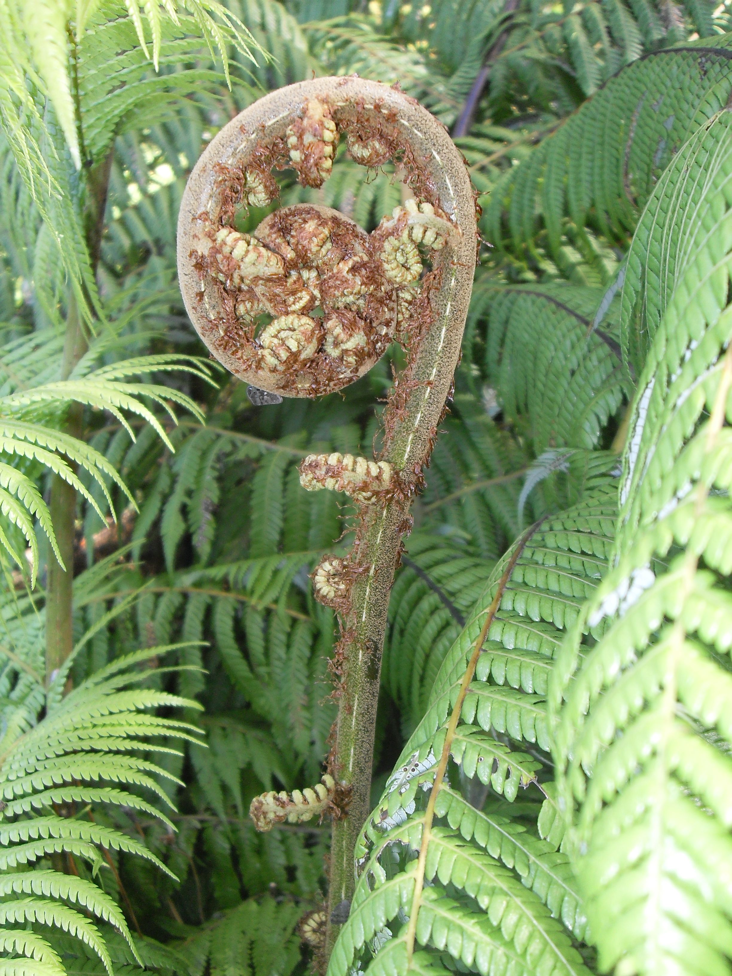 Cyathea dealbata - Wikipedia, the free encyclopedia | Plantes ...