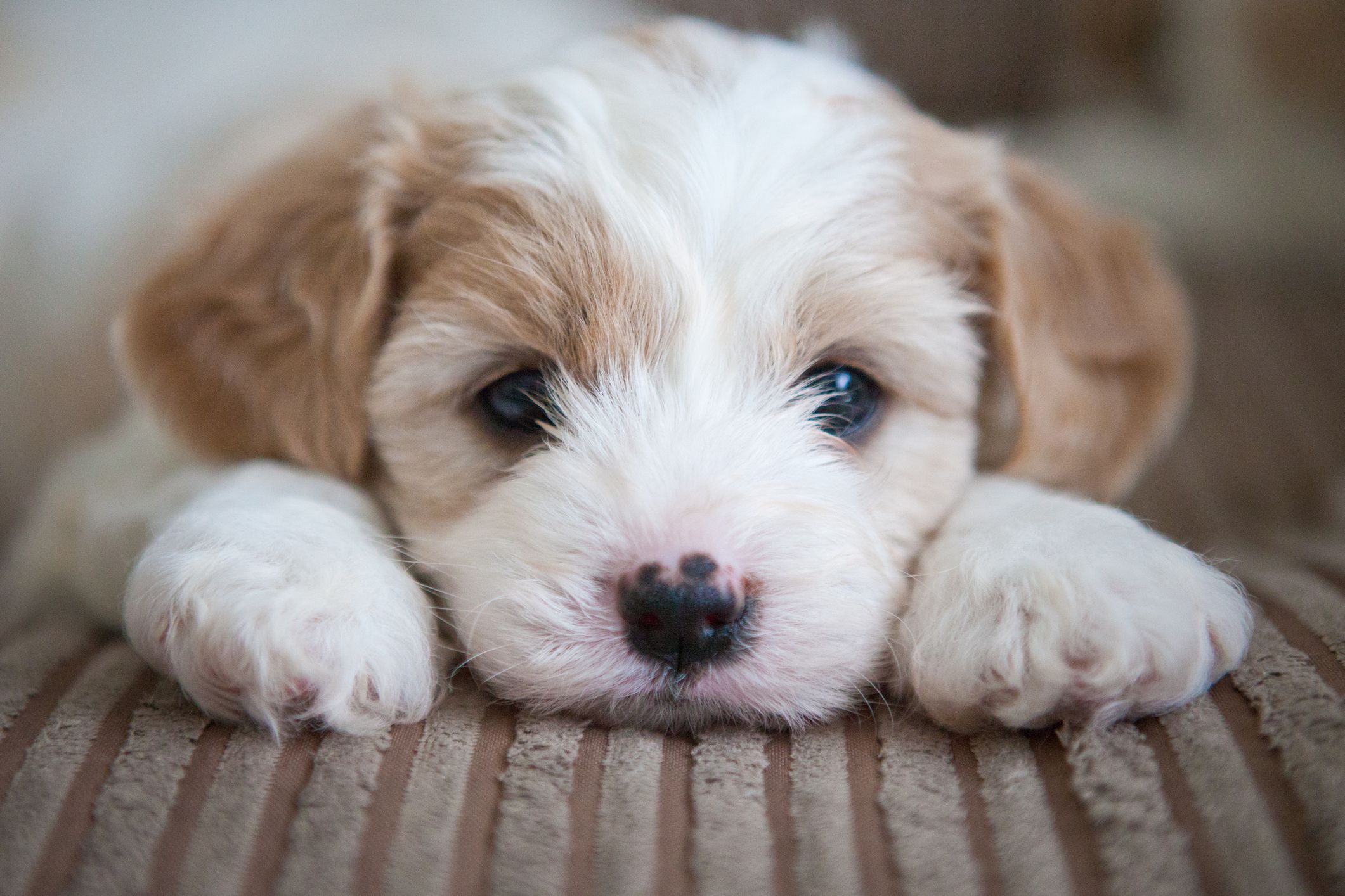 Buying a puppy - 6 things to know before buying a puppy this Christmas