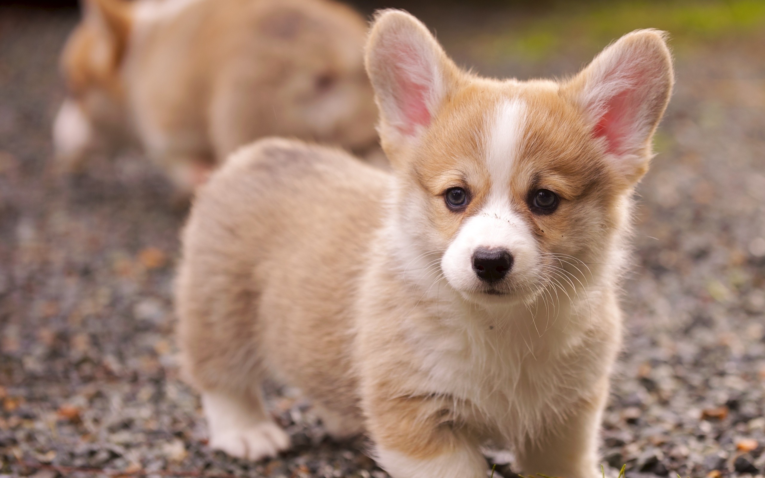 How to Start Your Puppy Off Right | The Pet Doctor Supply Co