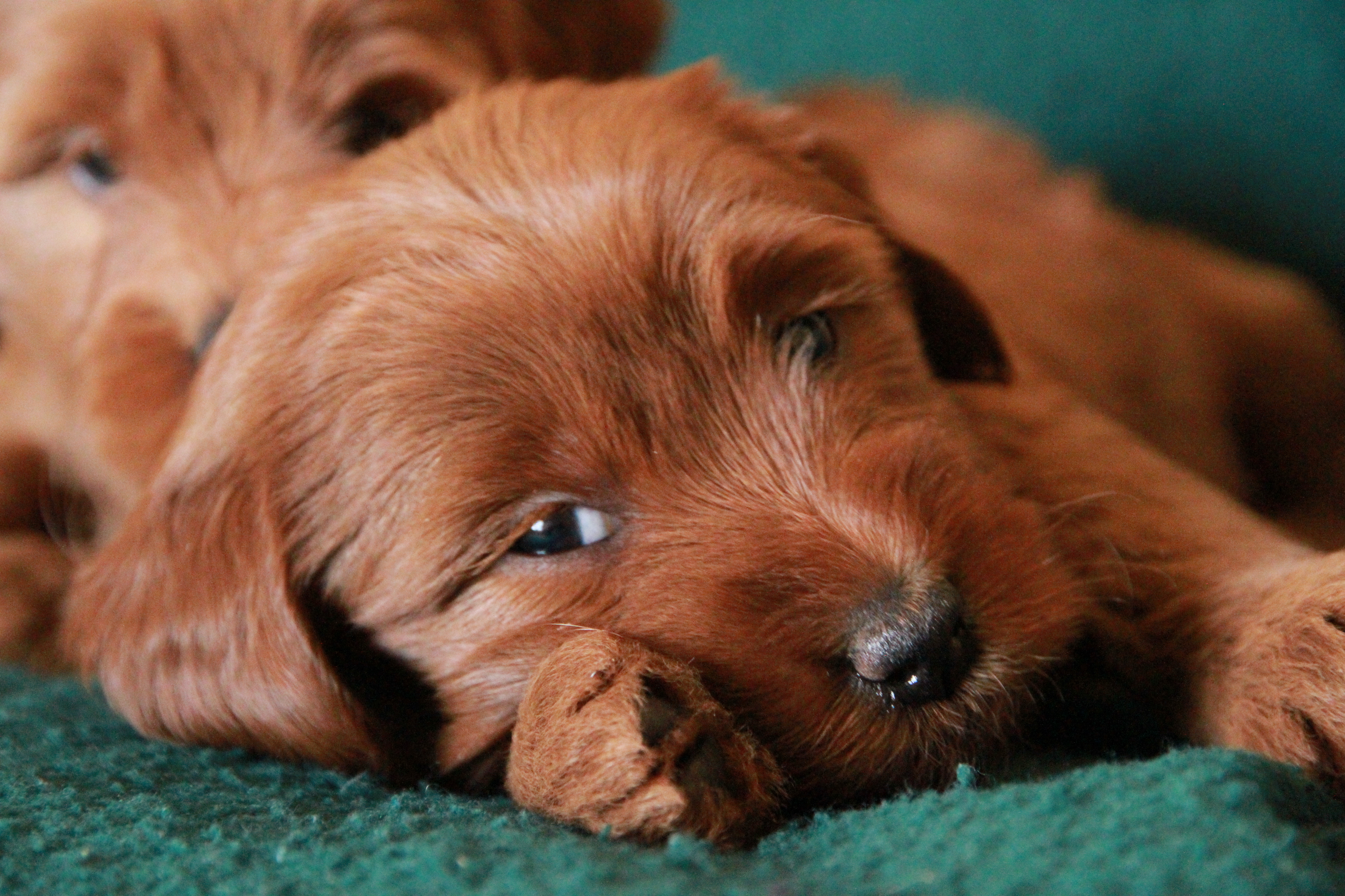 Available Labradoodle Puppies | Mountain View Labradoodles