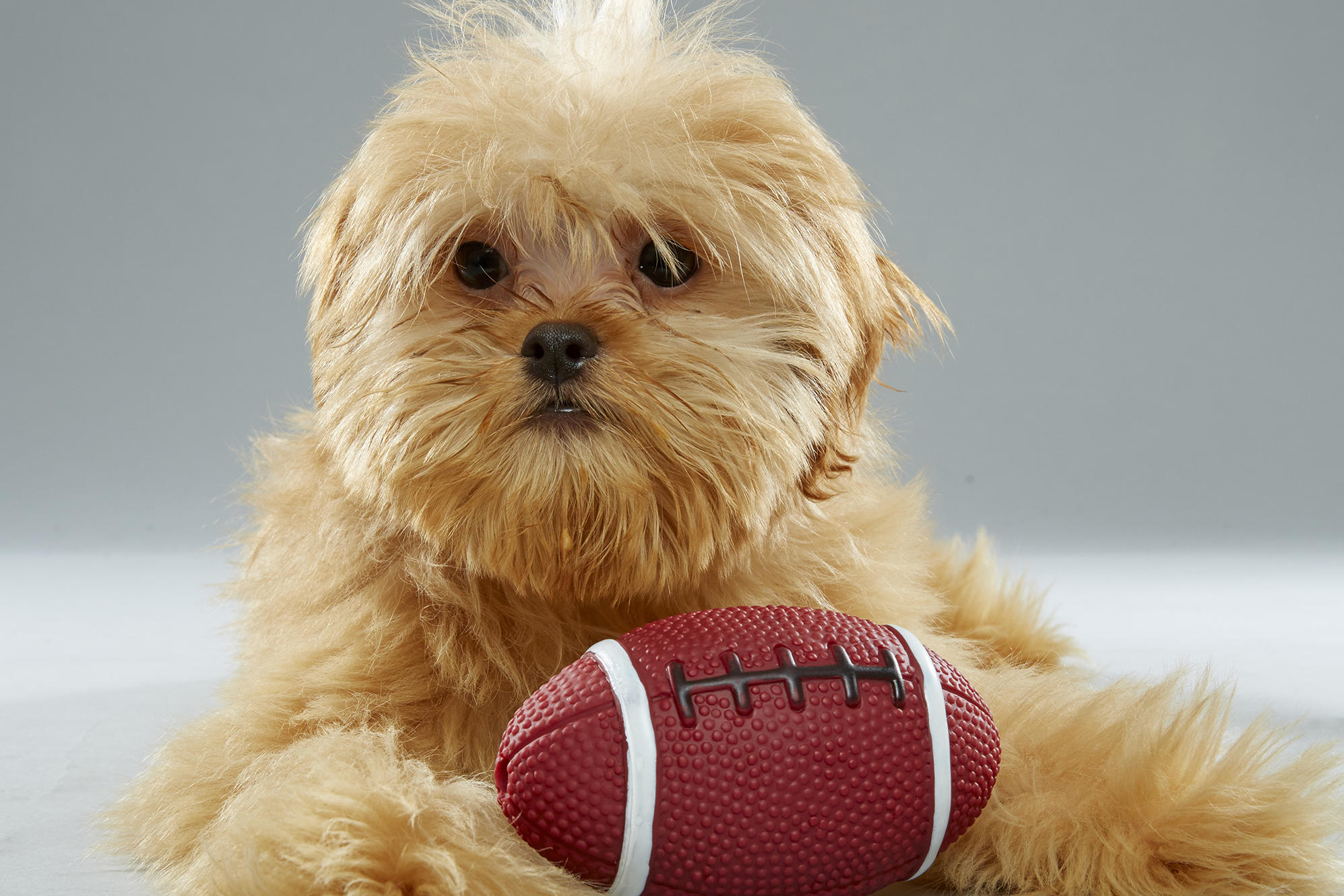 Puppy Bowl XIII MVP | Puppy Bowl | Animal Planet