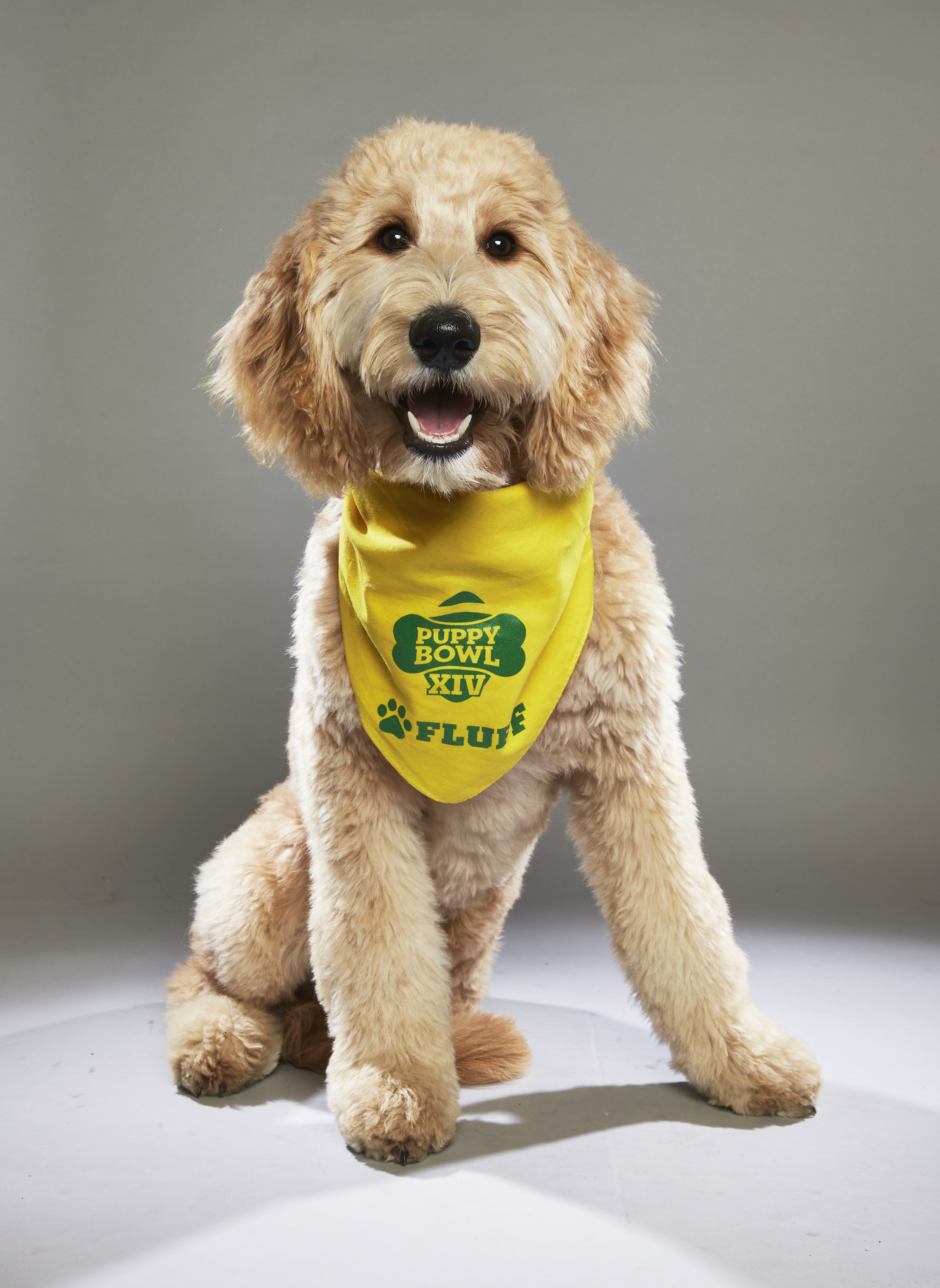 The 2018 Puppy Bowl Puppies Are Here & The Starting Lineup Is Too ...