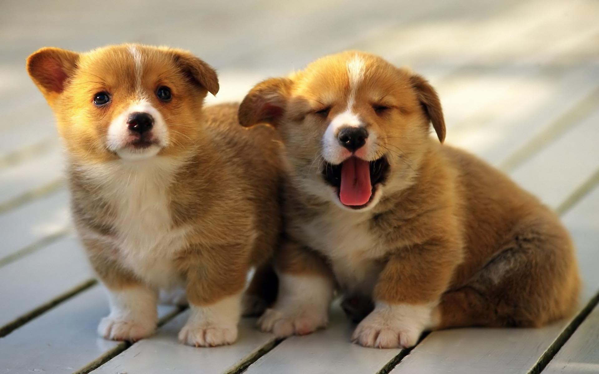 10 Things No One Tells You About Getting A Puppy | In a Nutshell