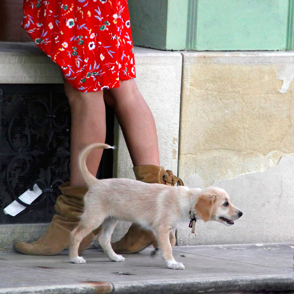 Puppy, Adorable, Animal, Dog, Female, HQ Photo
