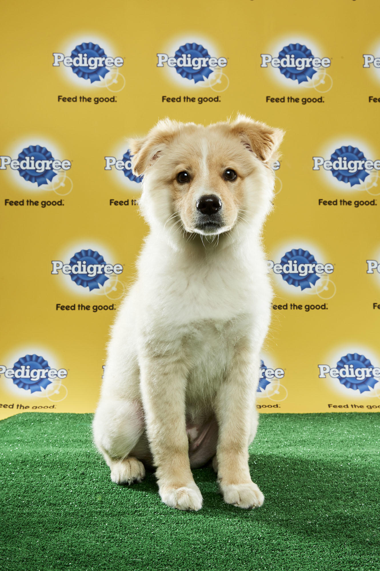 Puppy Bowl XIII Starting Lineup | Puppy Bowl | Animal Planet