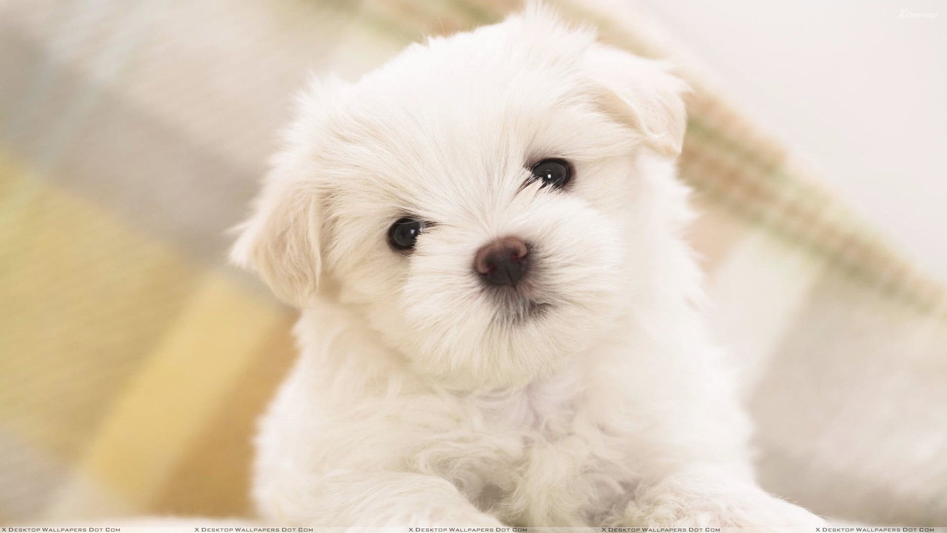 White Sweet Puppy Closeup Pic Wallpaper