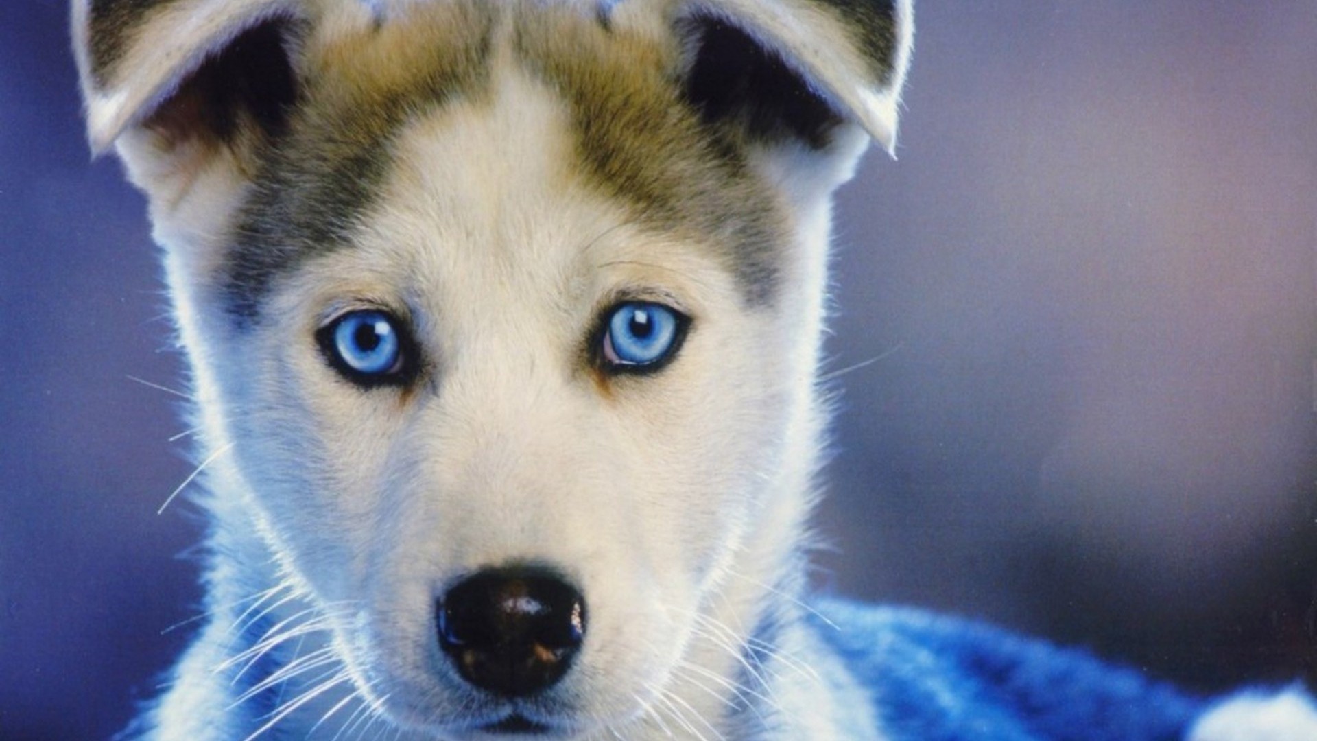 Wallpaper : blue eyes, nature, Siberian Husky, Alaskan Malamute ...