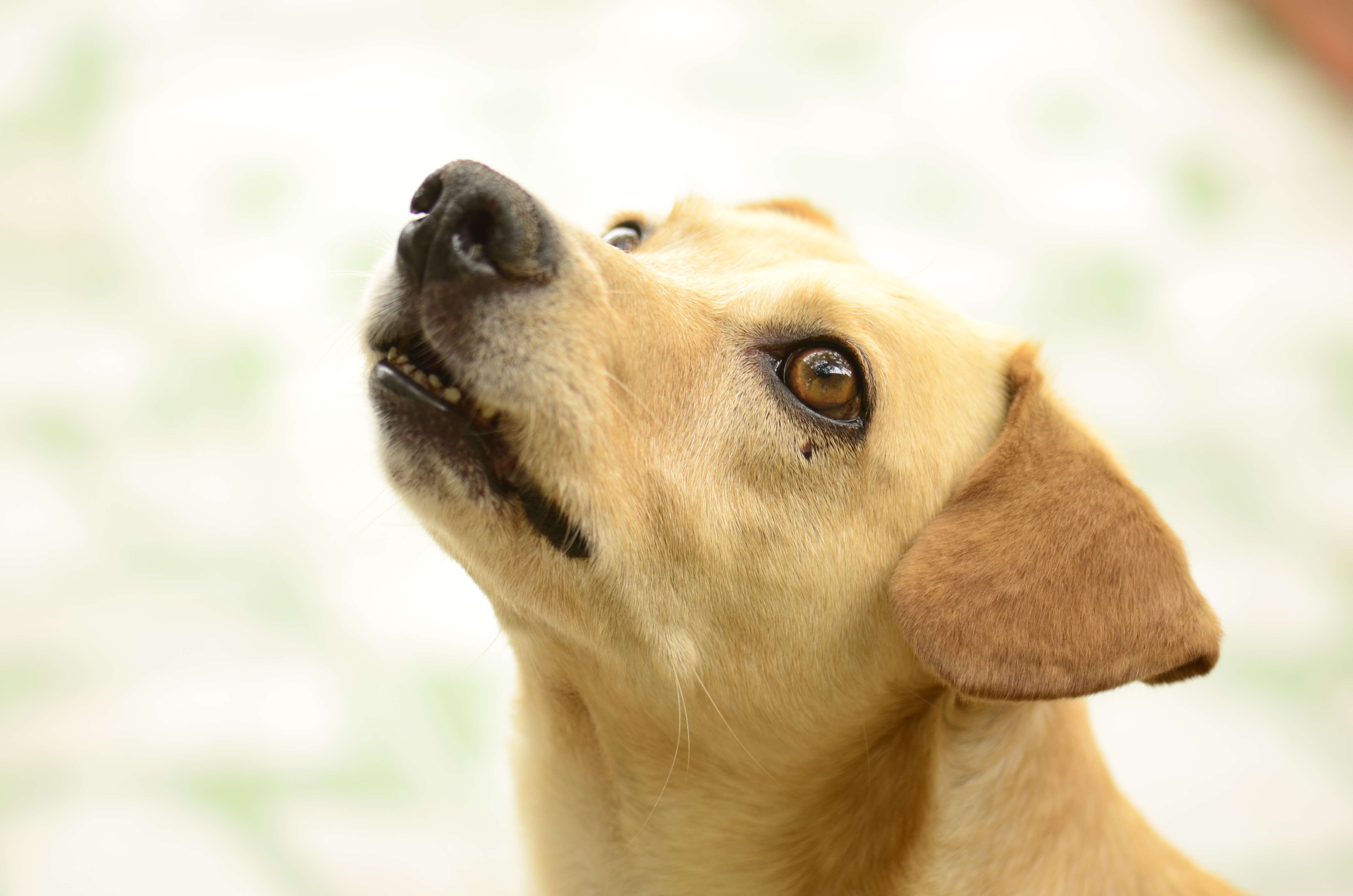 Free Images : puppy, guy, close up, nose, snout, look, vertebrate ...