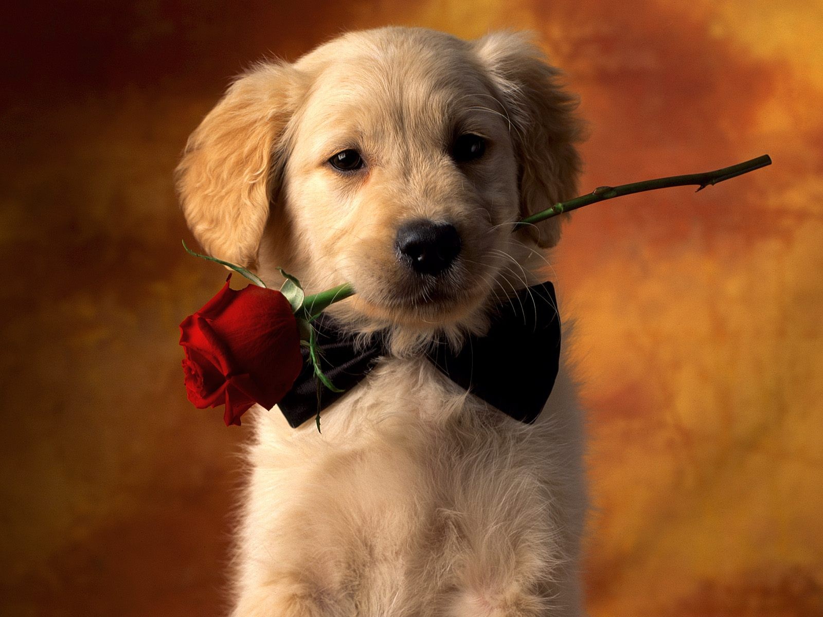 Puppy Love - Desktop Wallpaper