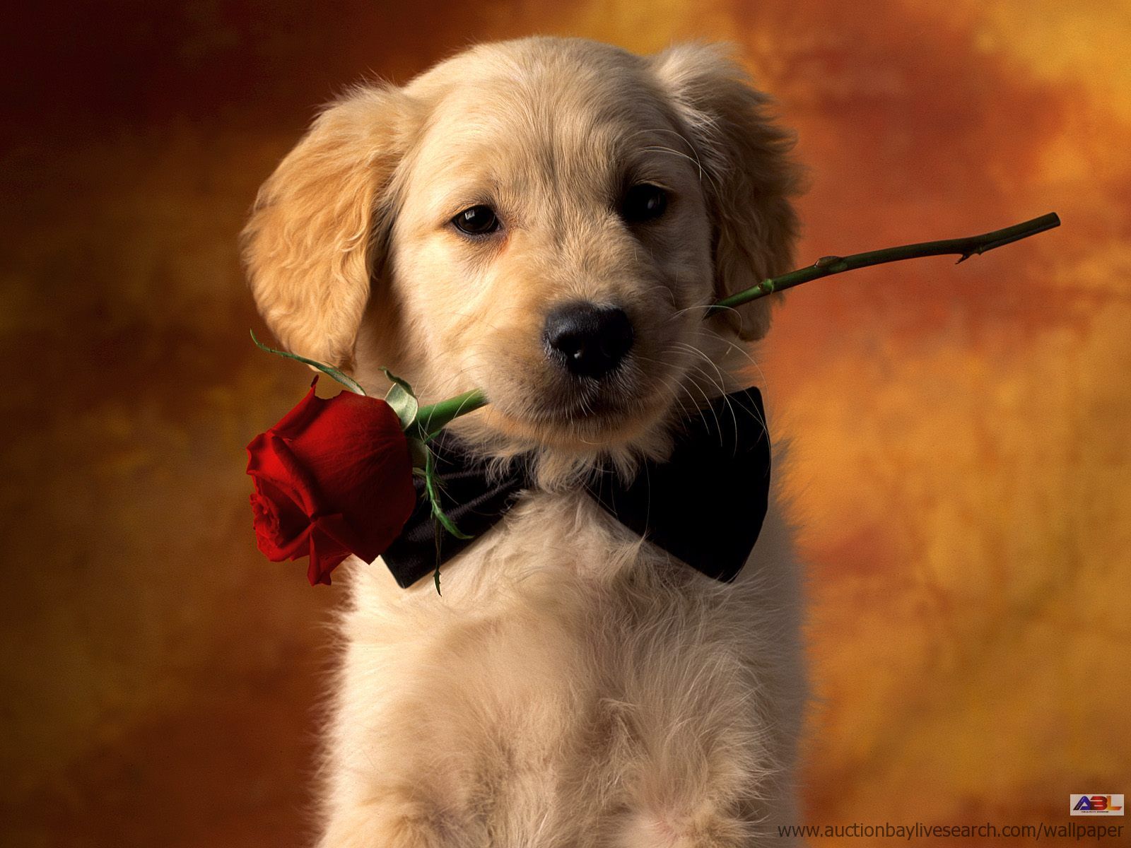 cute puppy valentine pictures puppy love 622918 - Valentine's Day ...