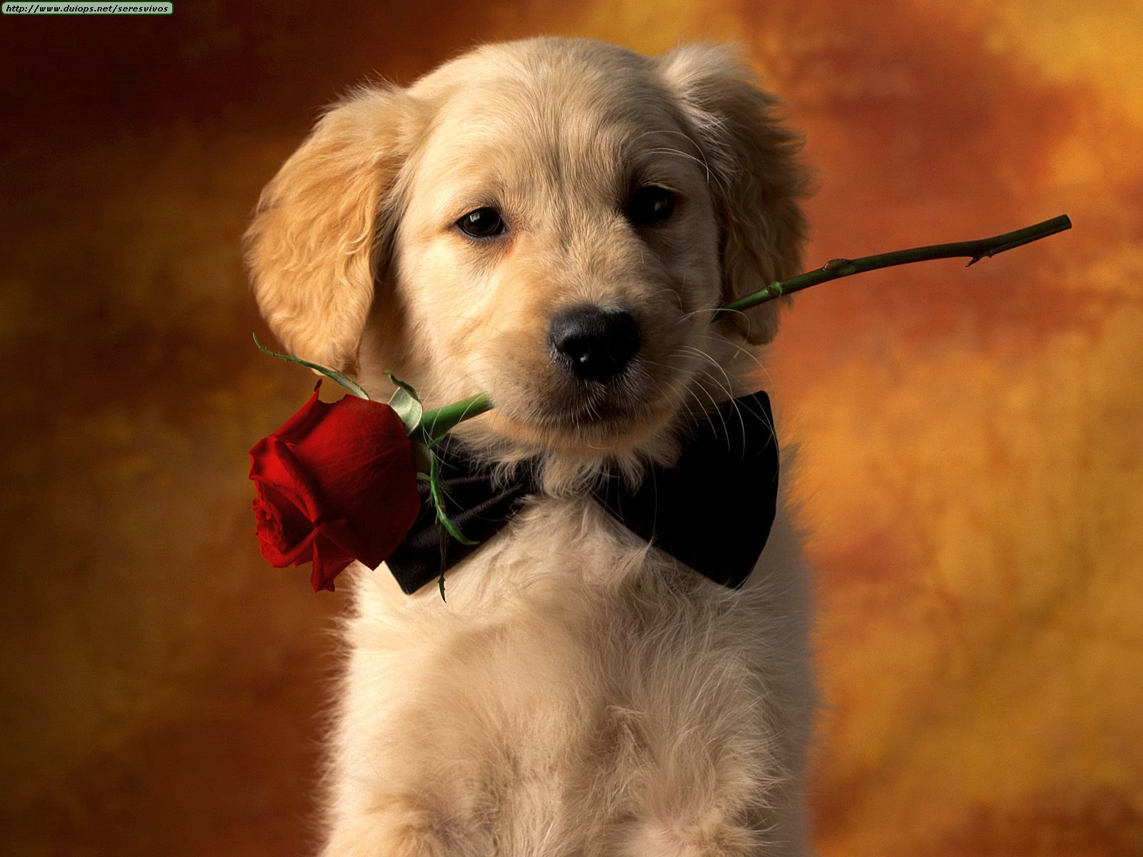 Funny Wallpapers: Puppy love, dogs, puppy, puppies, dog games, puppy ...