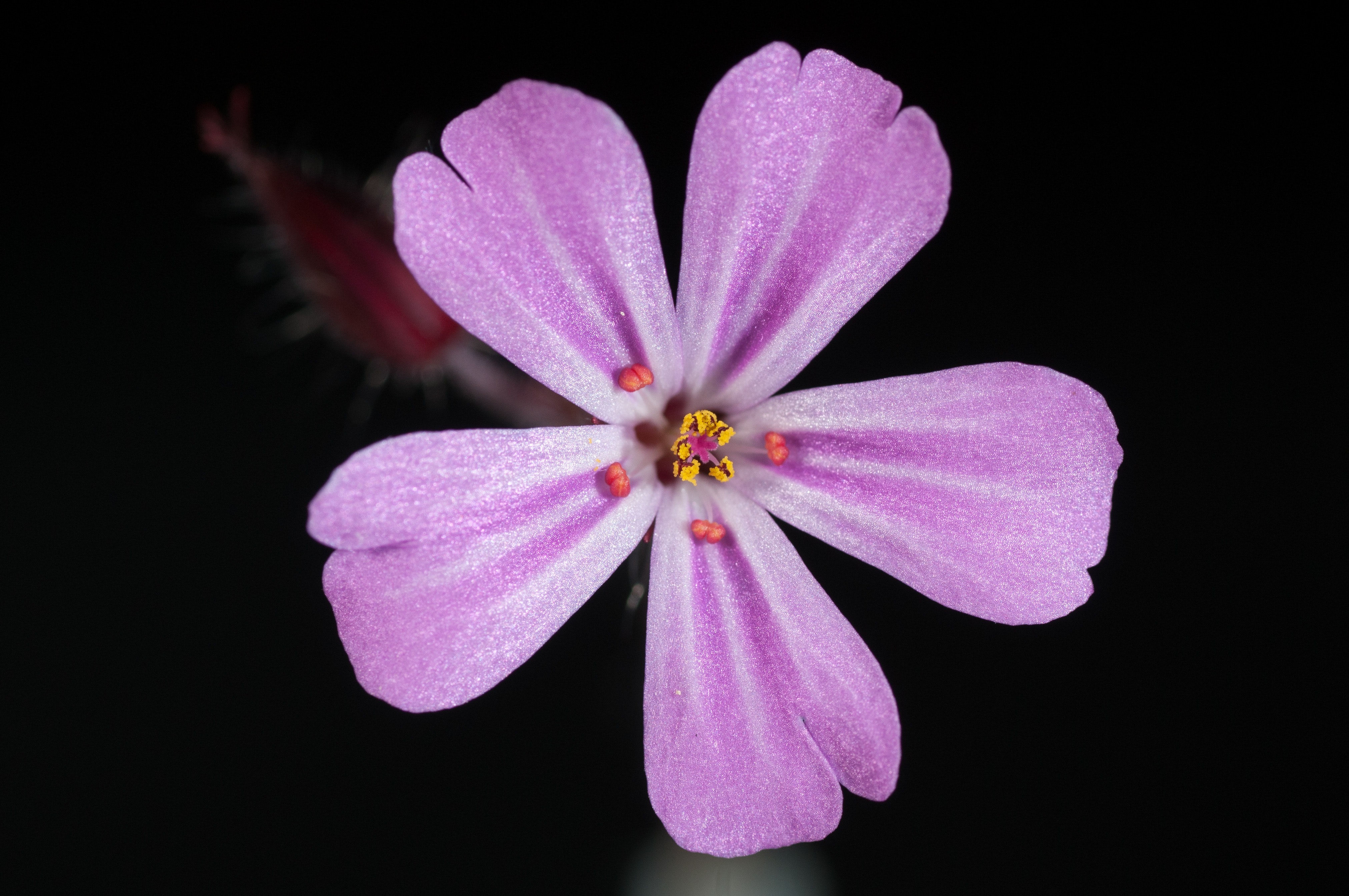 Purple 5 petal flower photo