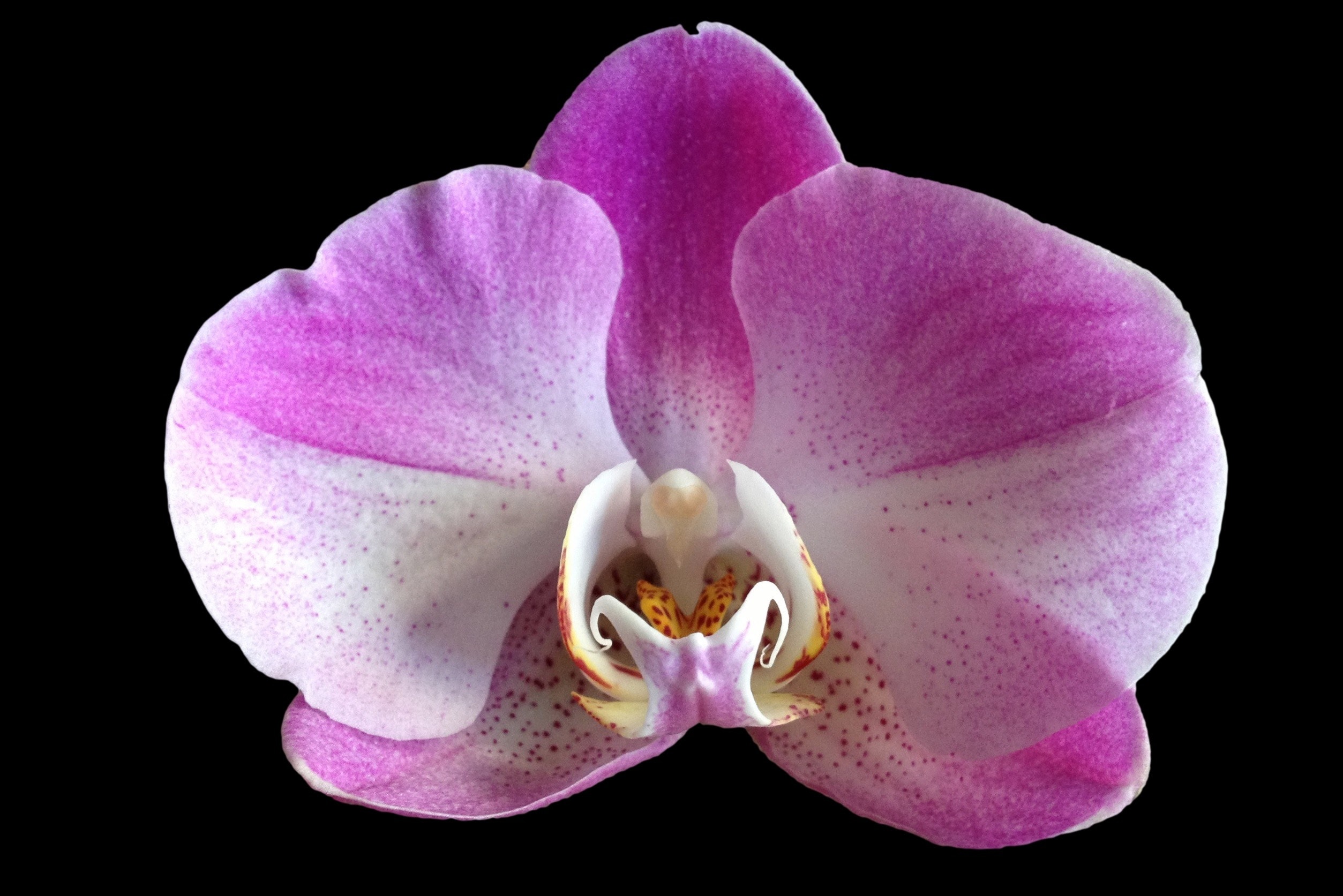 Purple and white orchid flower photo