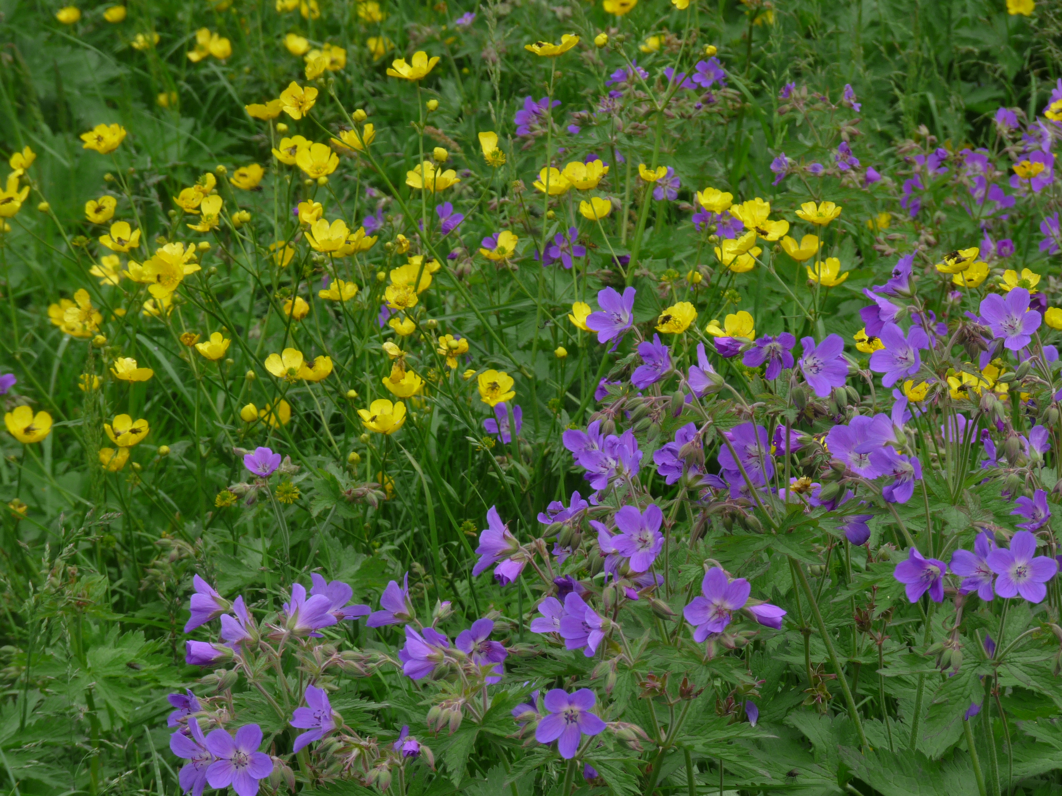 Purple and yellow flowers photo