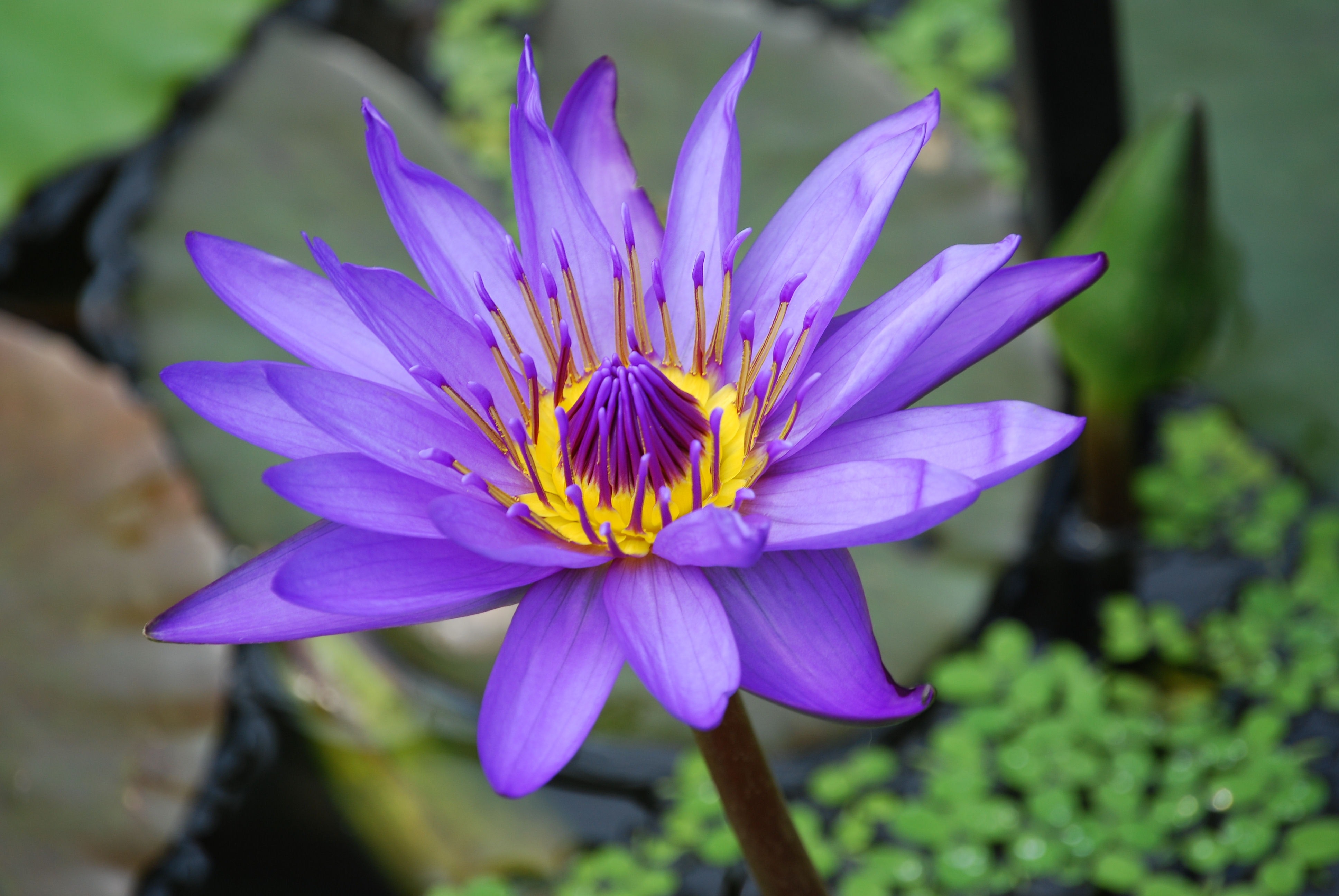 Purple and yellow lotus flower photo