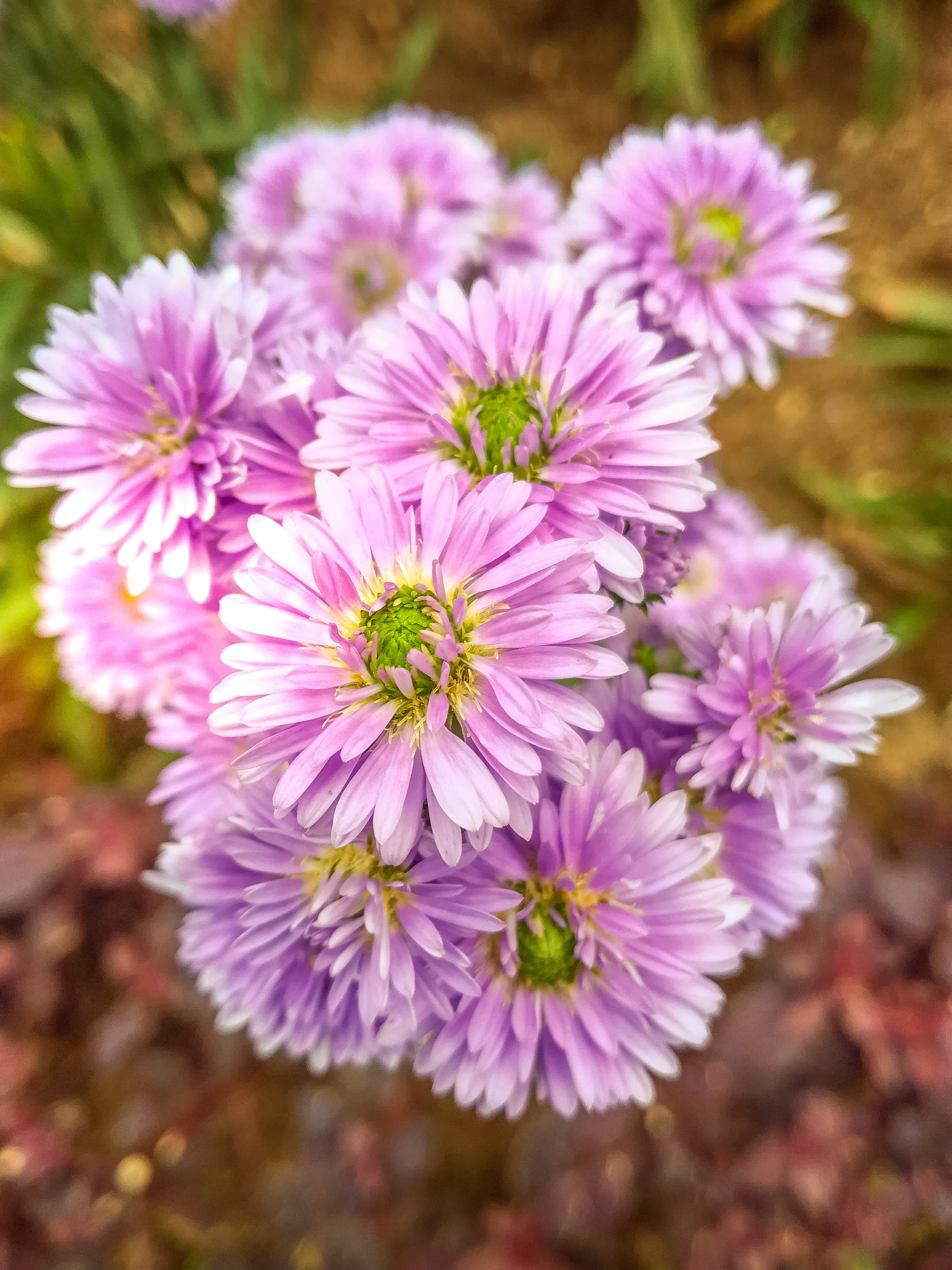 Purple asters closeup photo at daytime