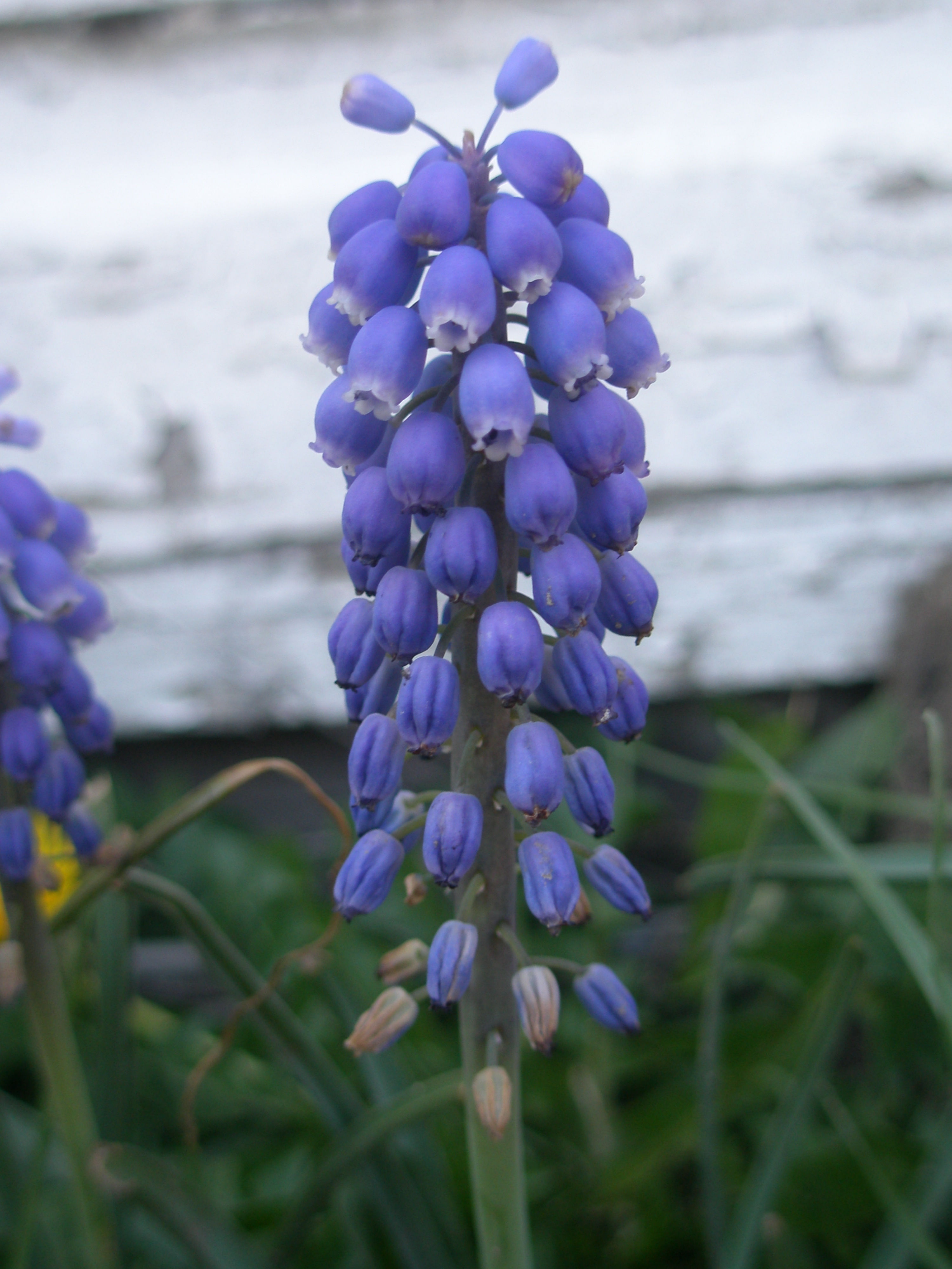 Little Purple Flowers – “Muscari” |