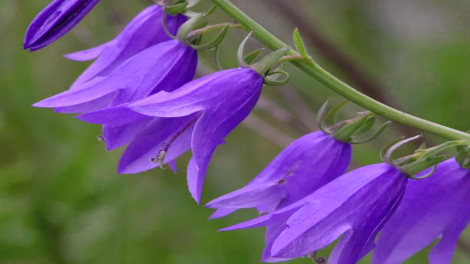 Purple bell flowers photo