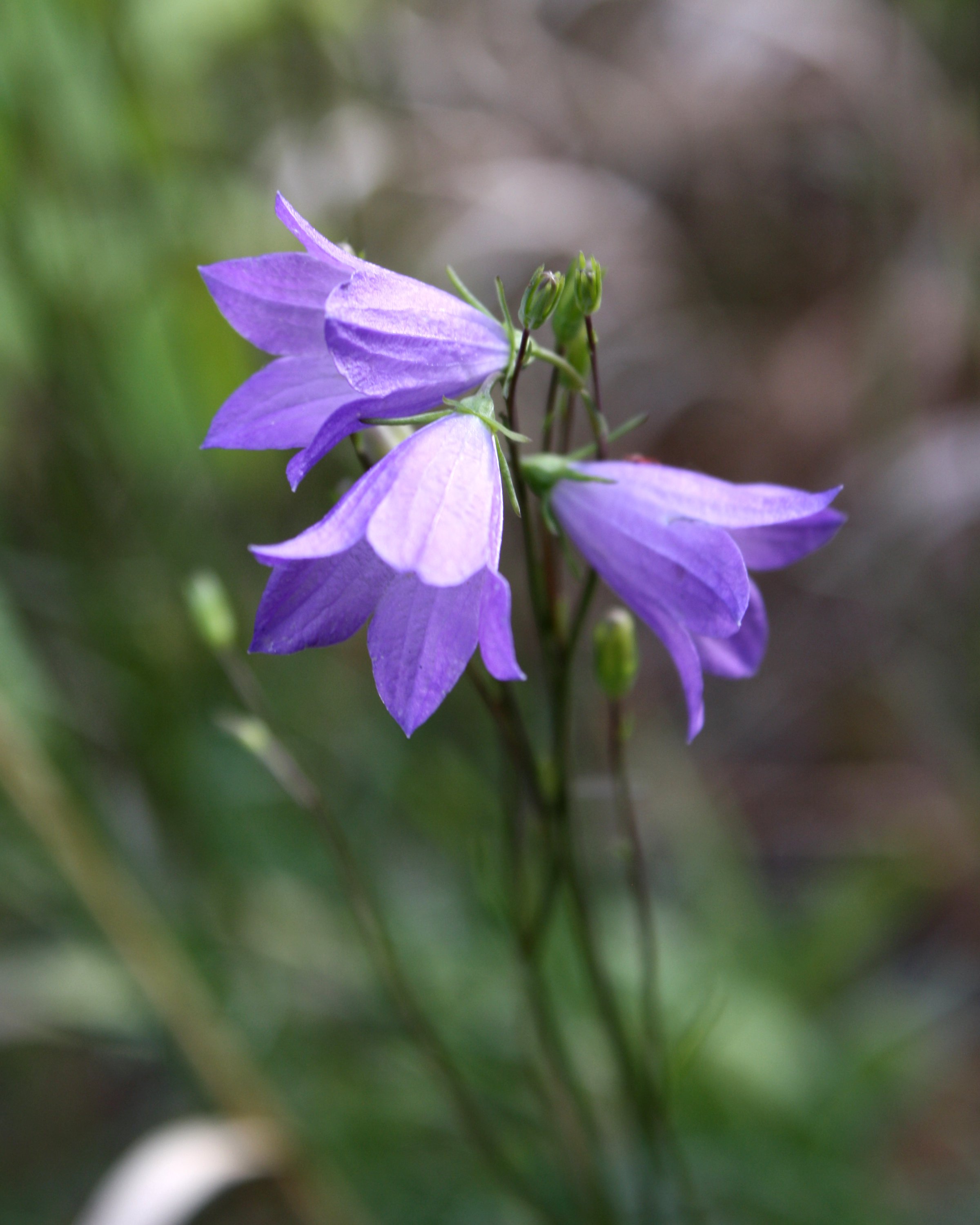 Purple Bellflowers Close Up Picture | Free Photograph | Photos ...