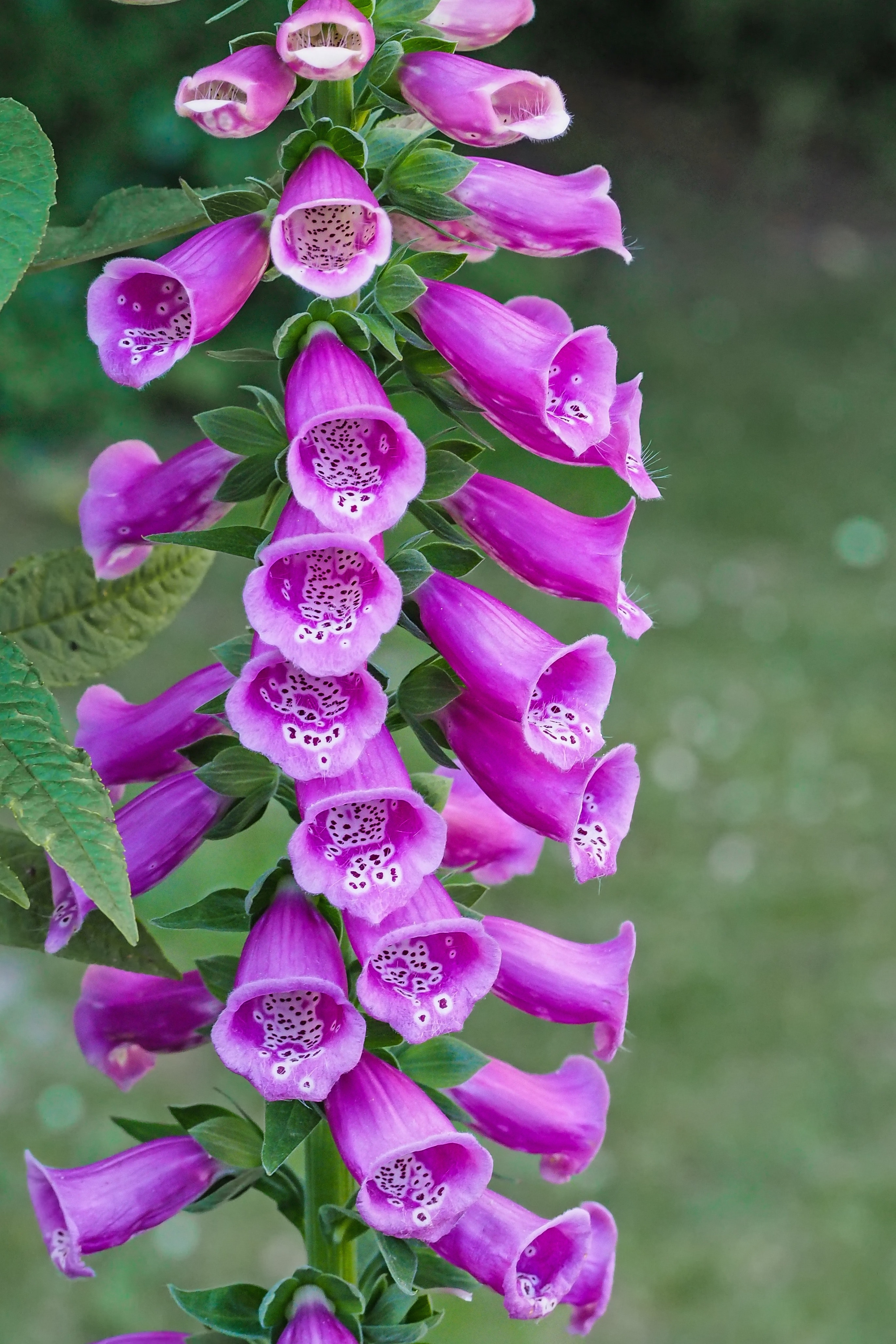 Purple bell flowers photo