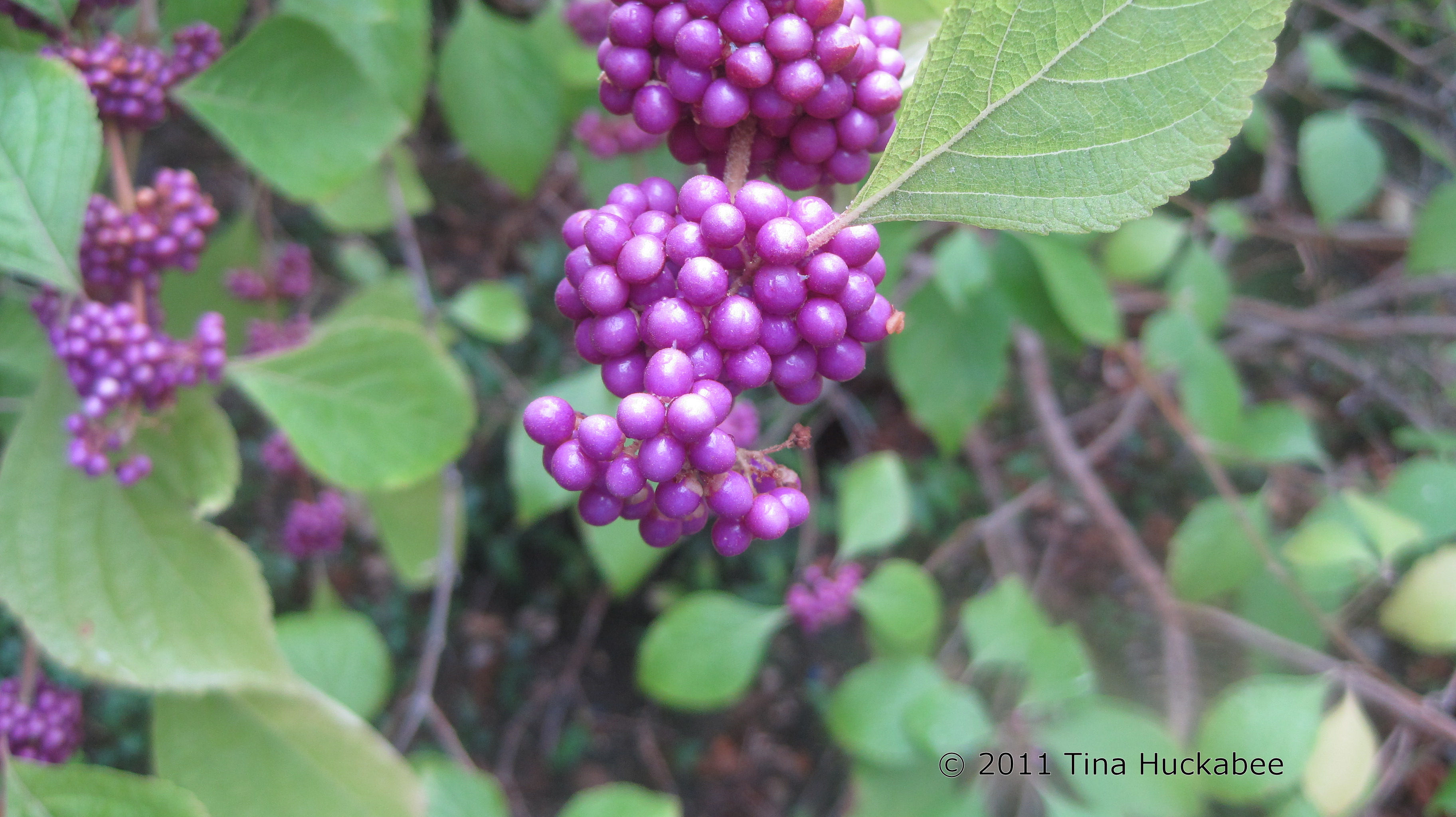 Beautyberry | My Gardener Says…