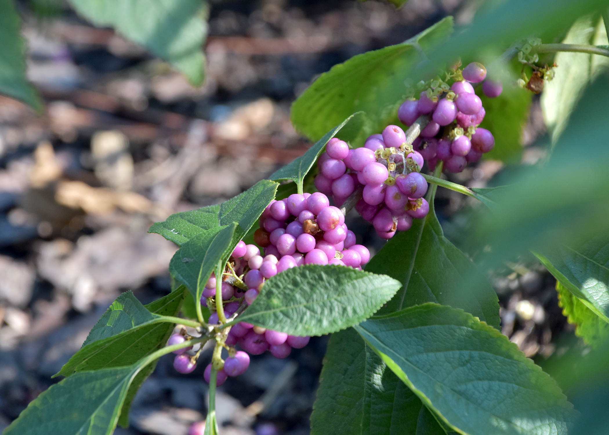 Beautyberry fruit adds beauty to landscapes | Mississippi State ...