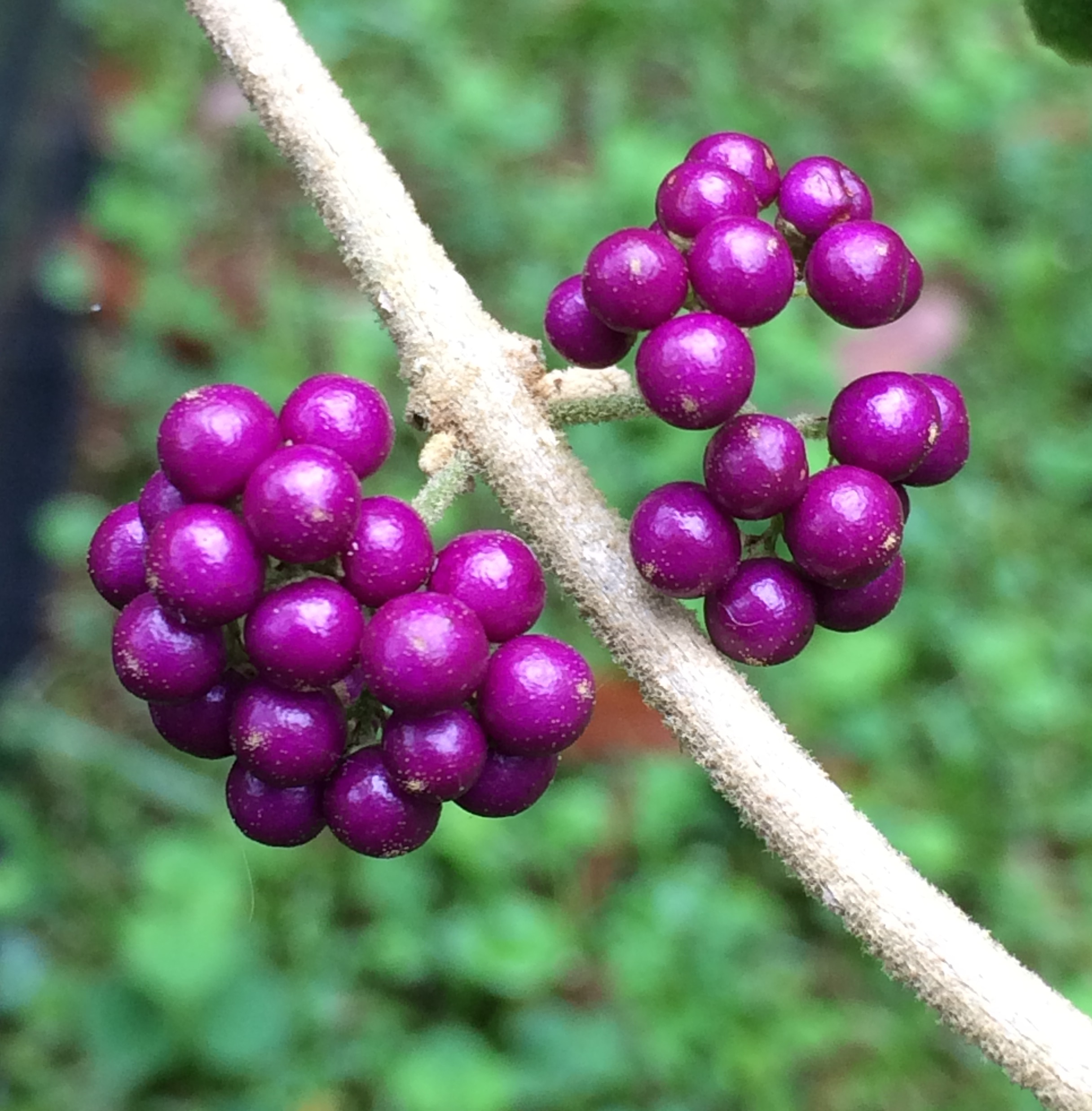 Beauty Berry, Velvet Leaf (Callicarpa pedunculata) berries | Ecotone ...