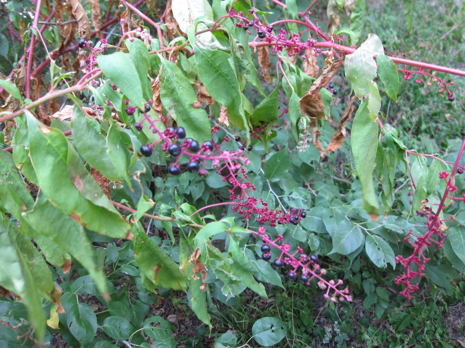 Red Stems & Dark Purple Berries?