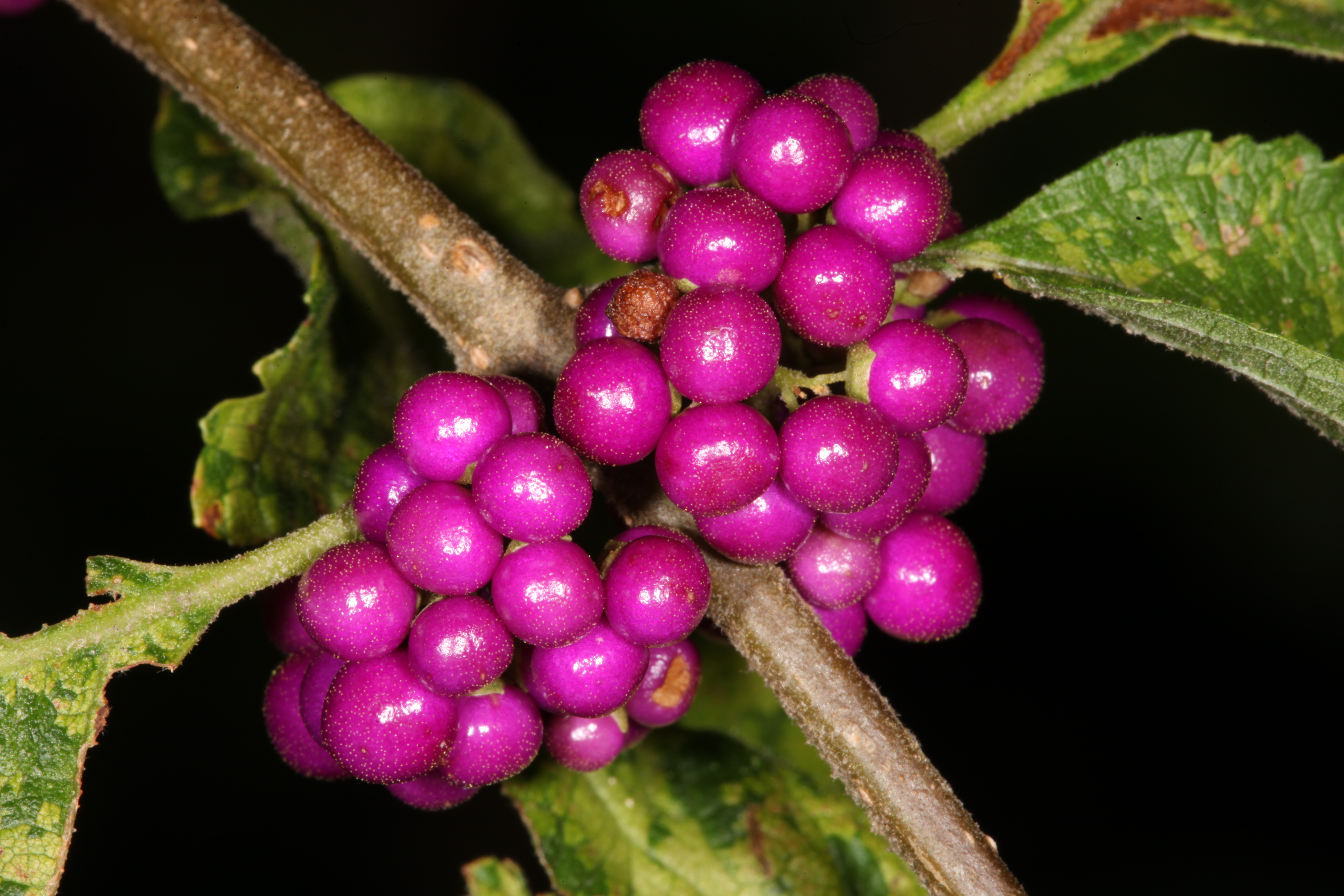 Purple Berries, Berries, Plant, Pretty, Purple, HQ Photo