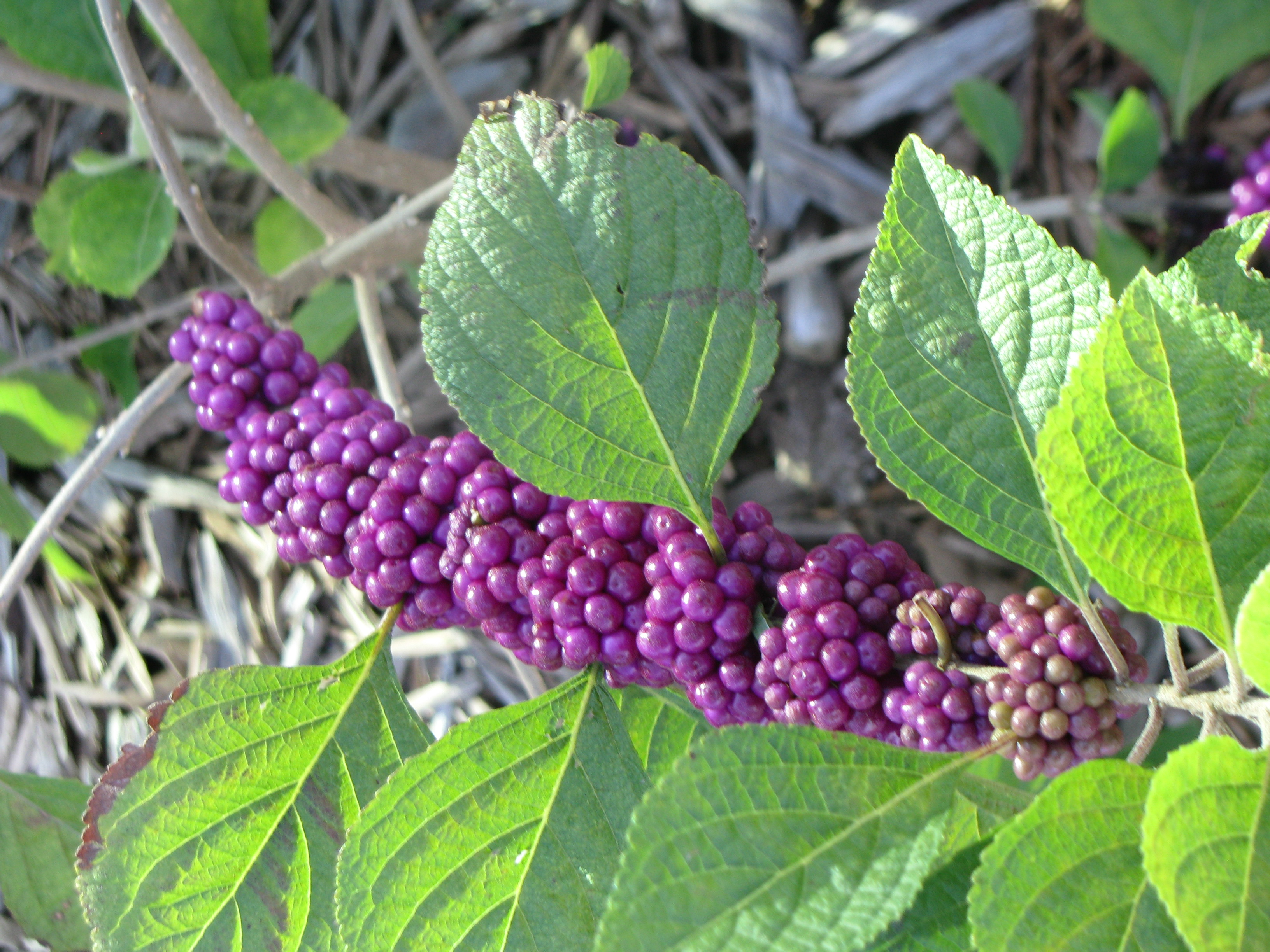 Wild Purple Berries | Ginadworth's Blog