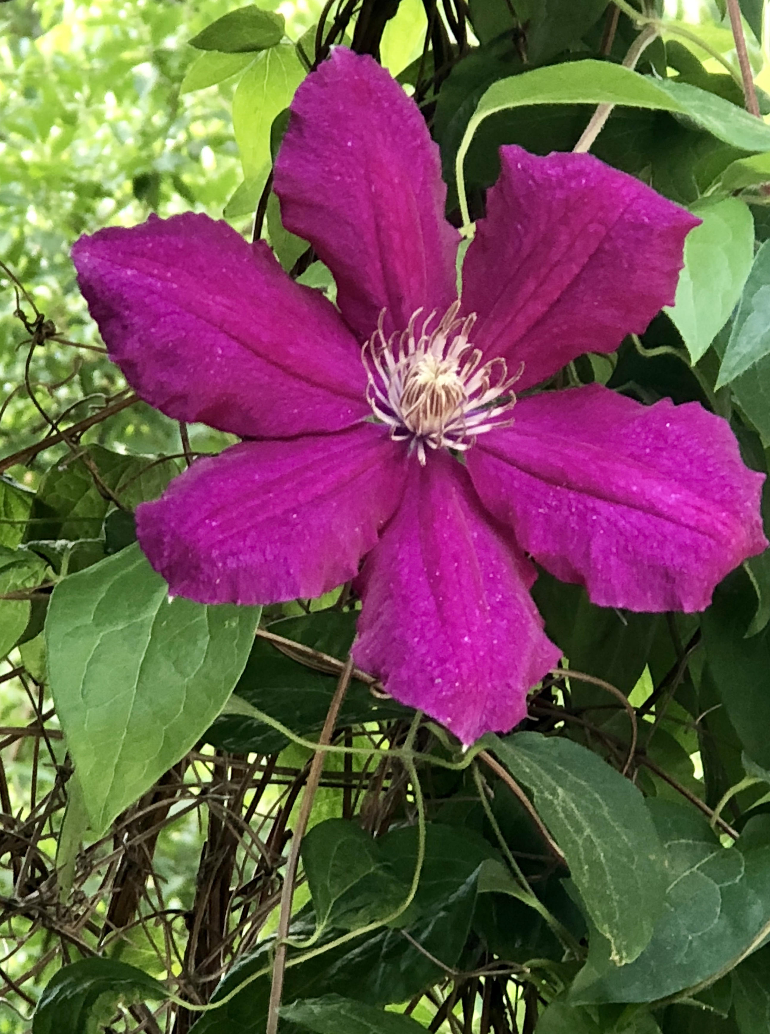 Purple bloom photo