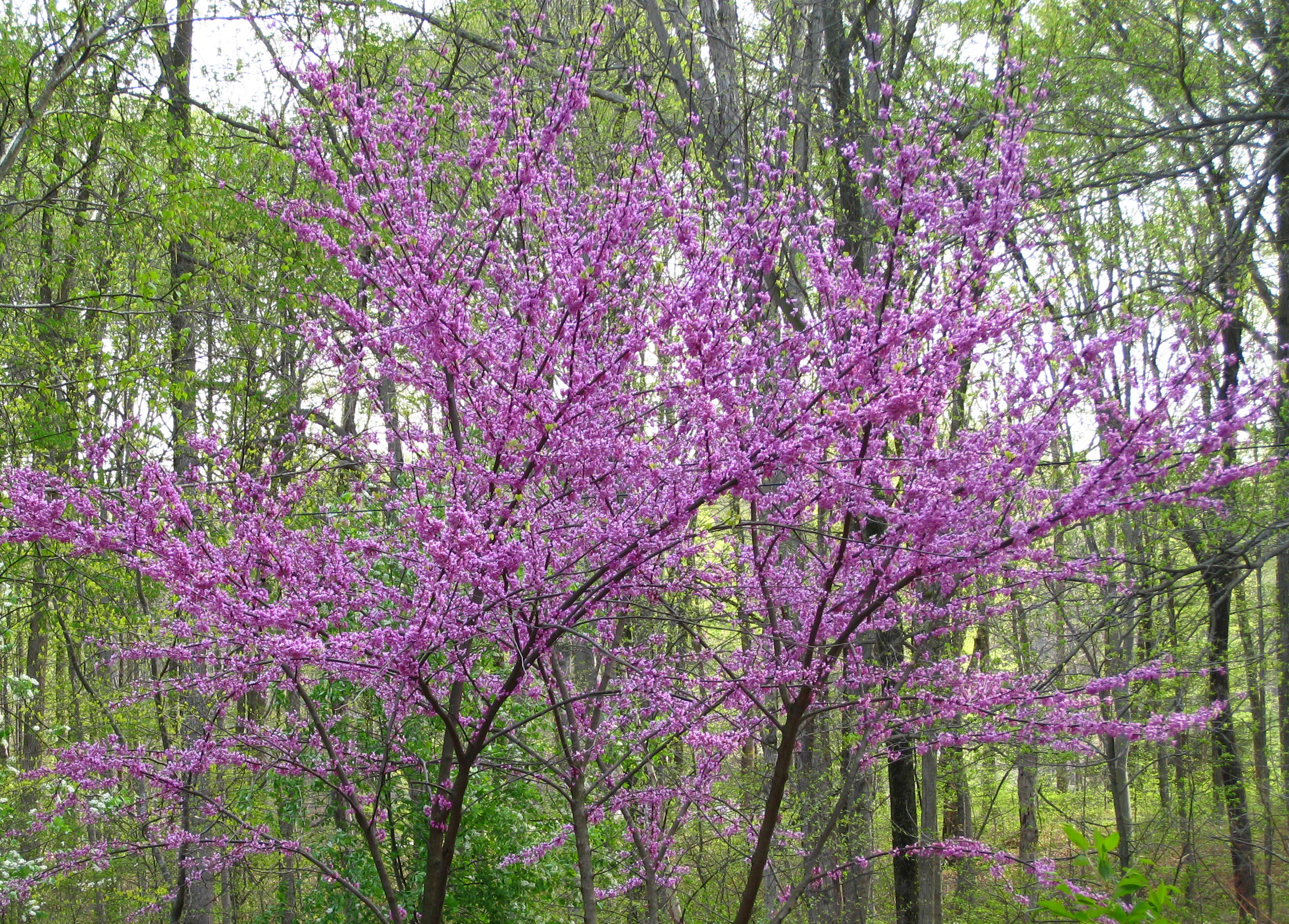 Free photo: Purple Bloom - Bloom, Color, Flora - Free ...