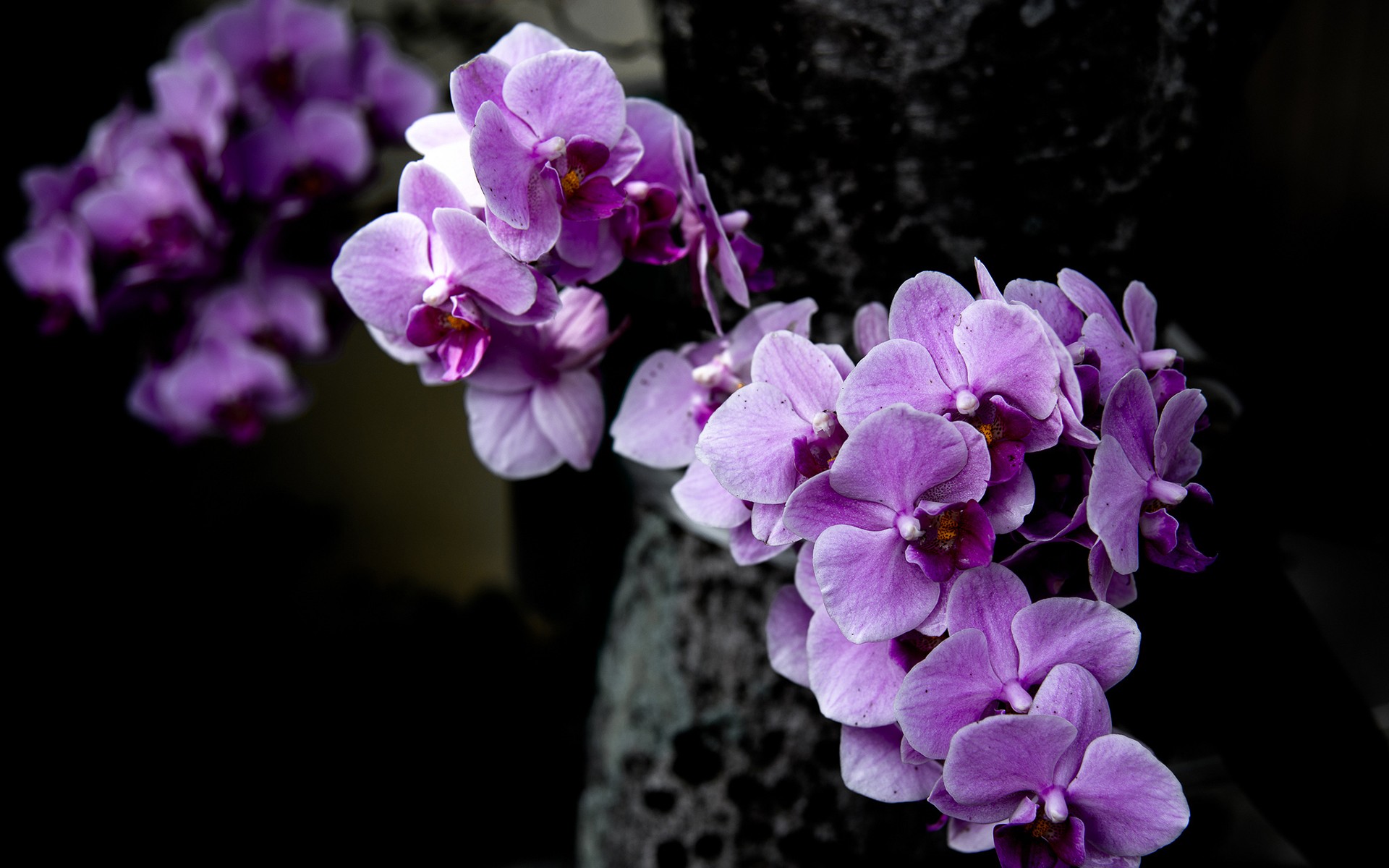 Purple blossum photo