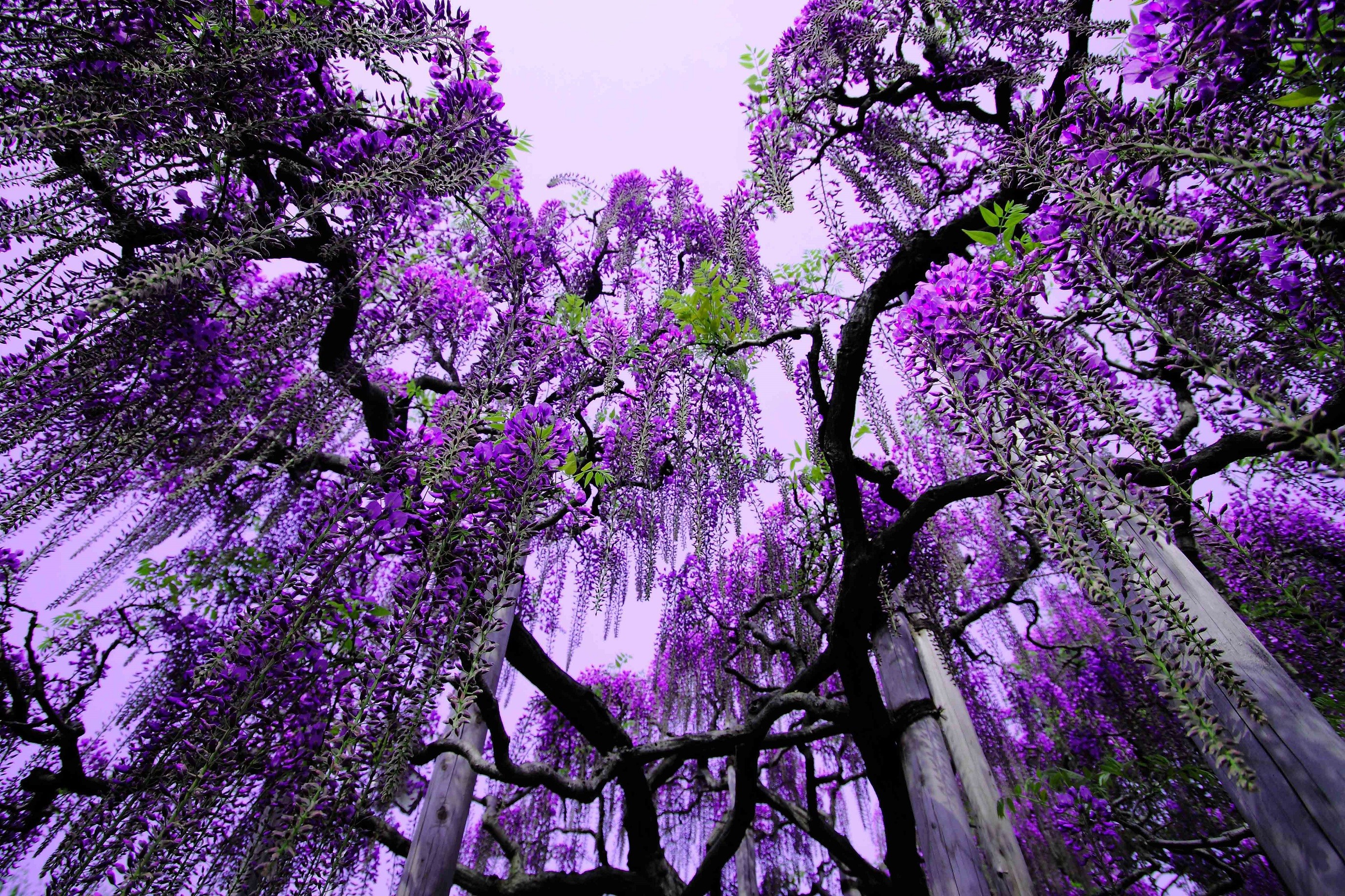 Forests: Purple Blossom Tree Limbs Vines Light Sky Nature Wallpaper ...