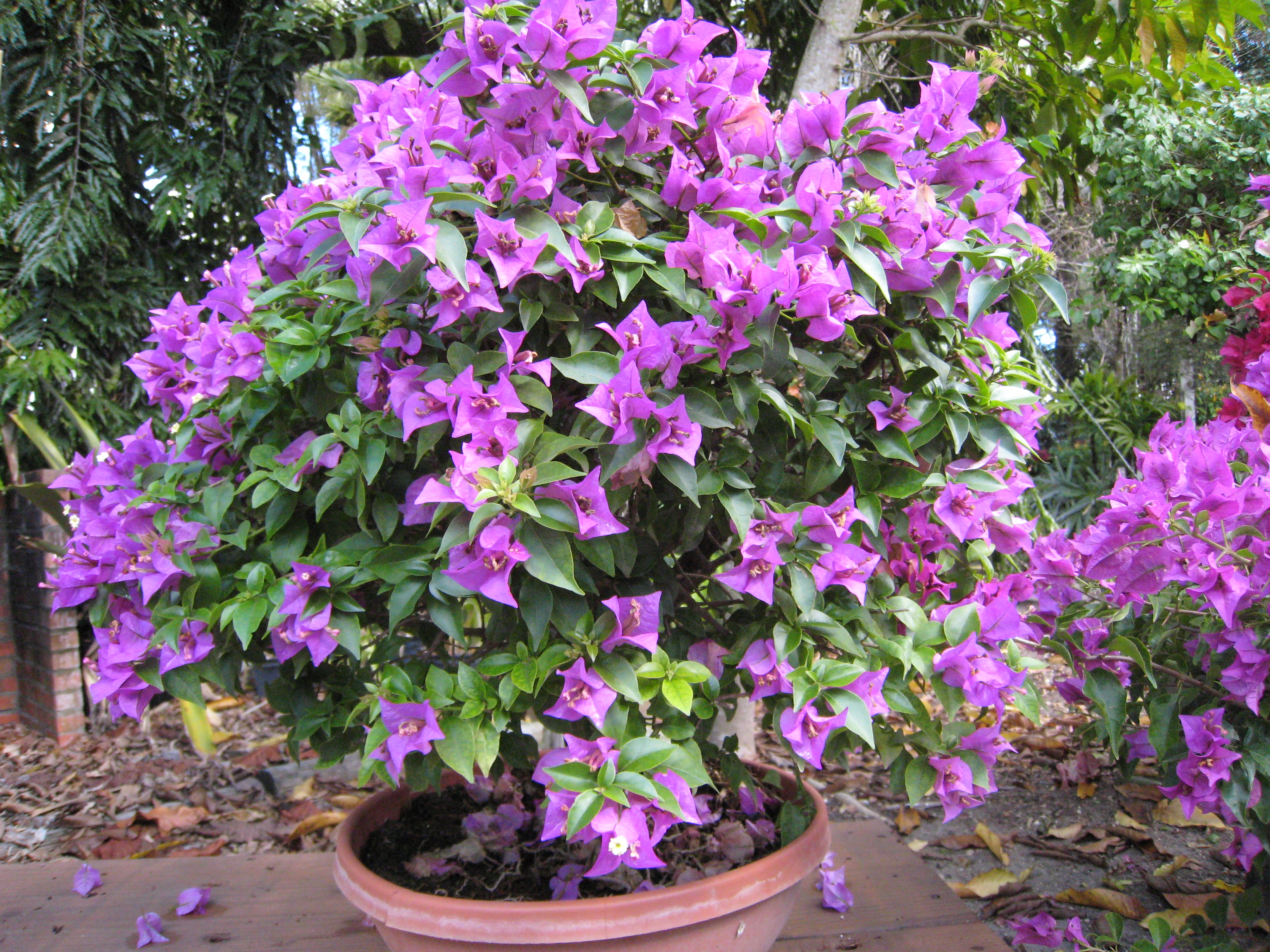 Bougainvillea(Purple Bonsai) - Richard Lyons Nursery, Inc.